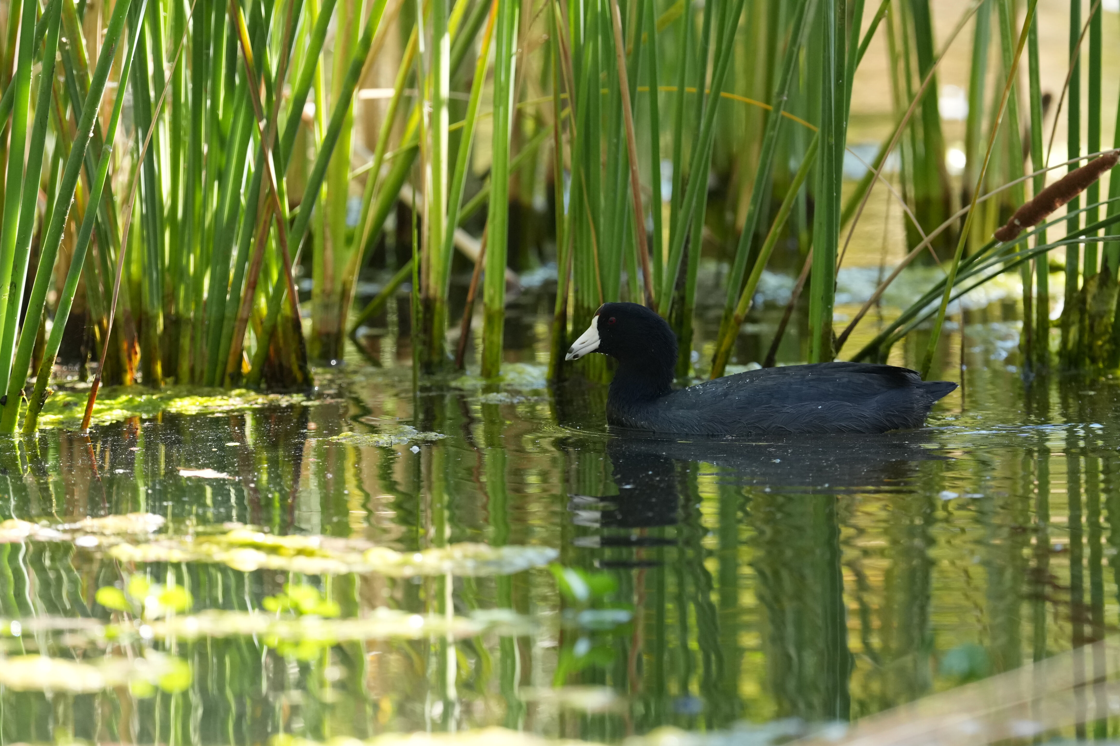 Vasona Lake County Park
