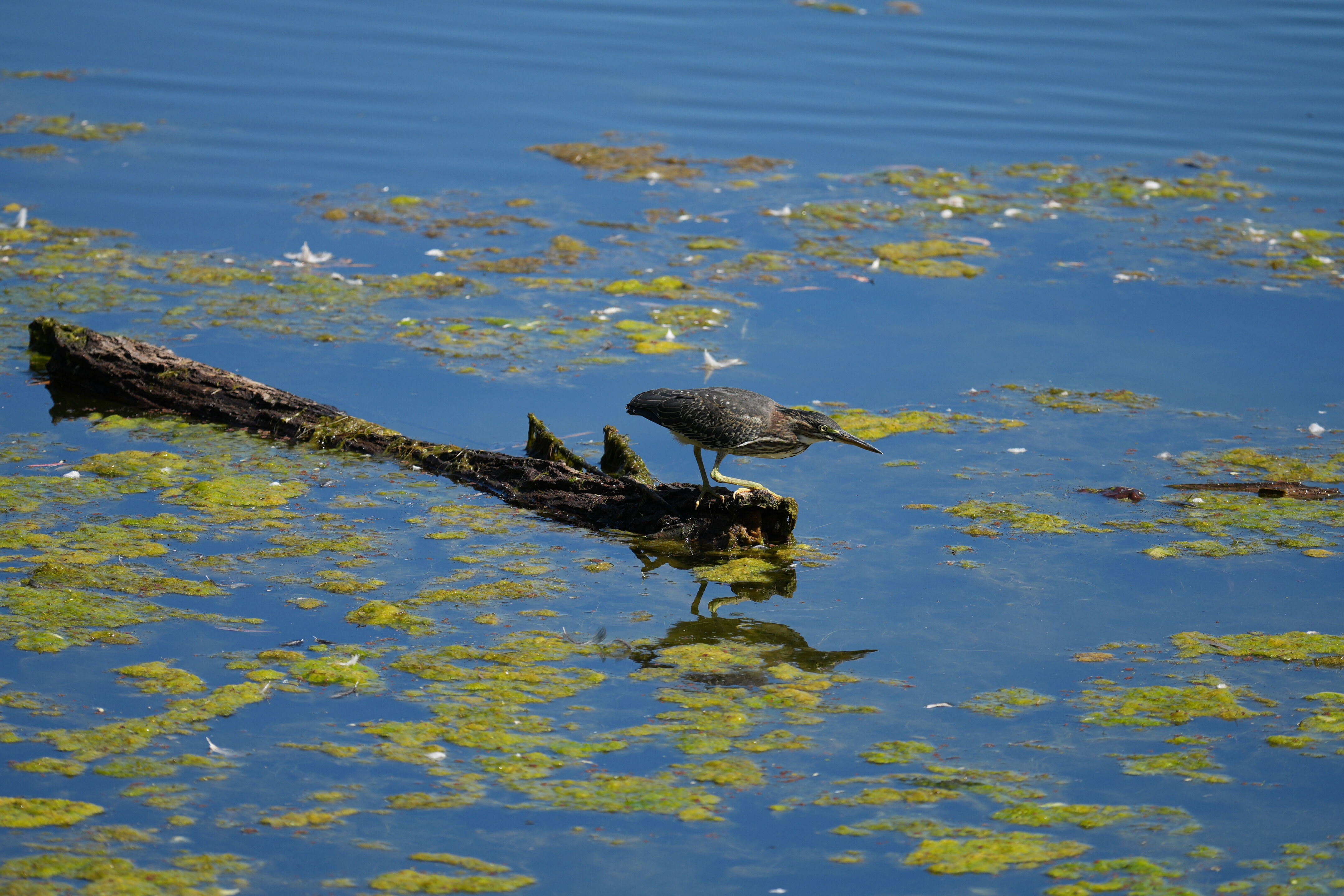 Vasona Lake County Park