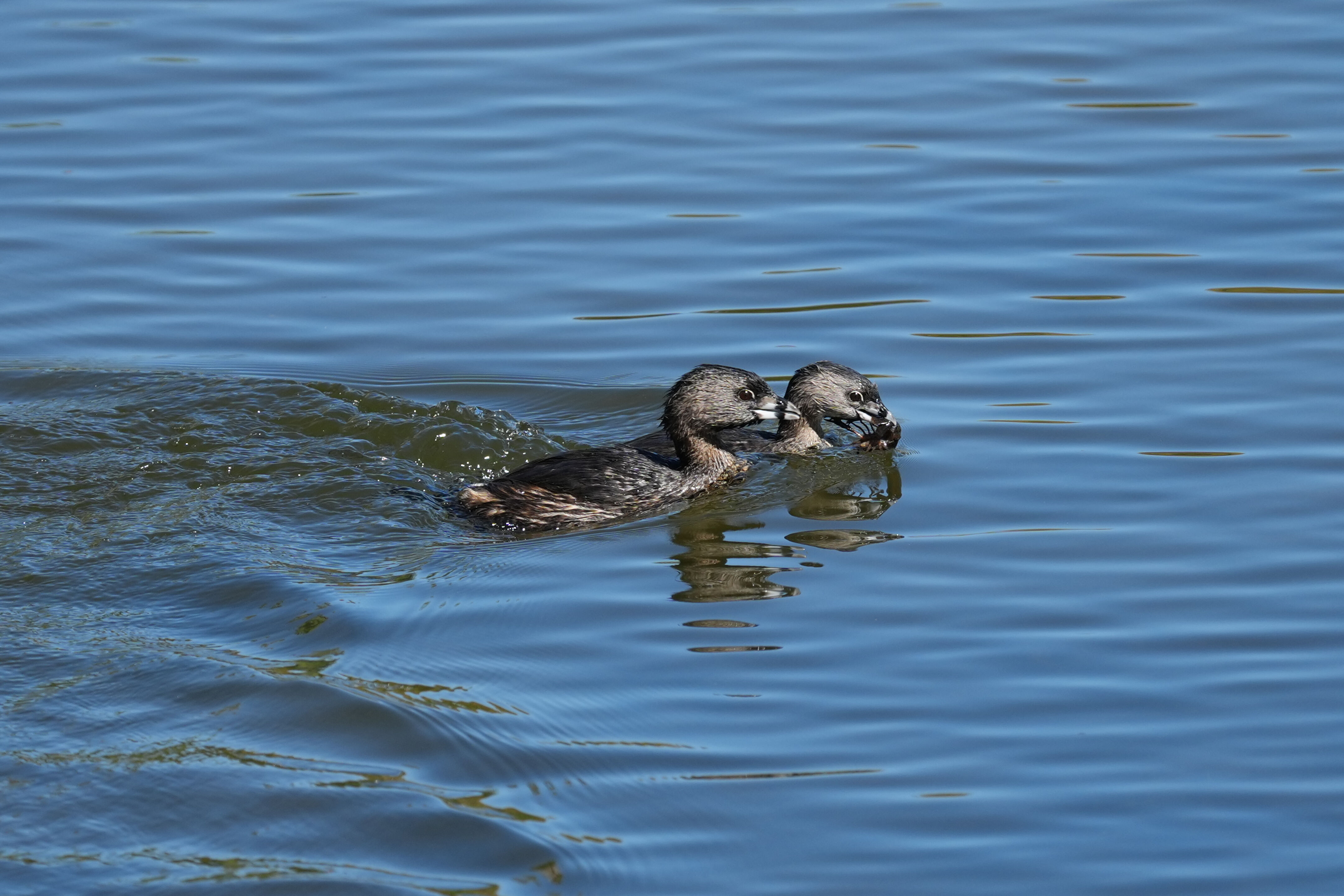 Vasona Lake County Park