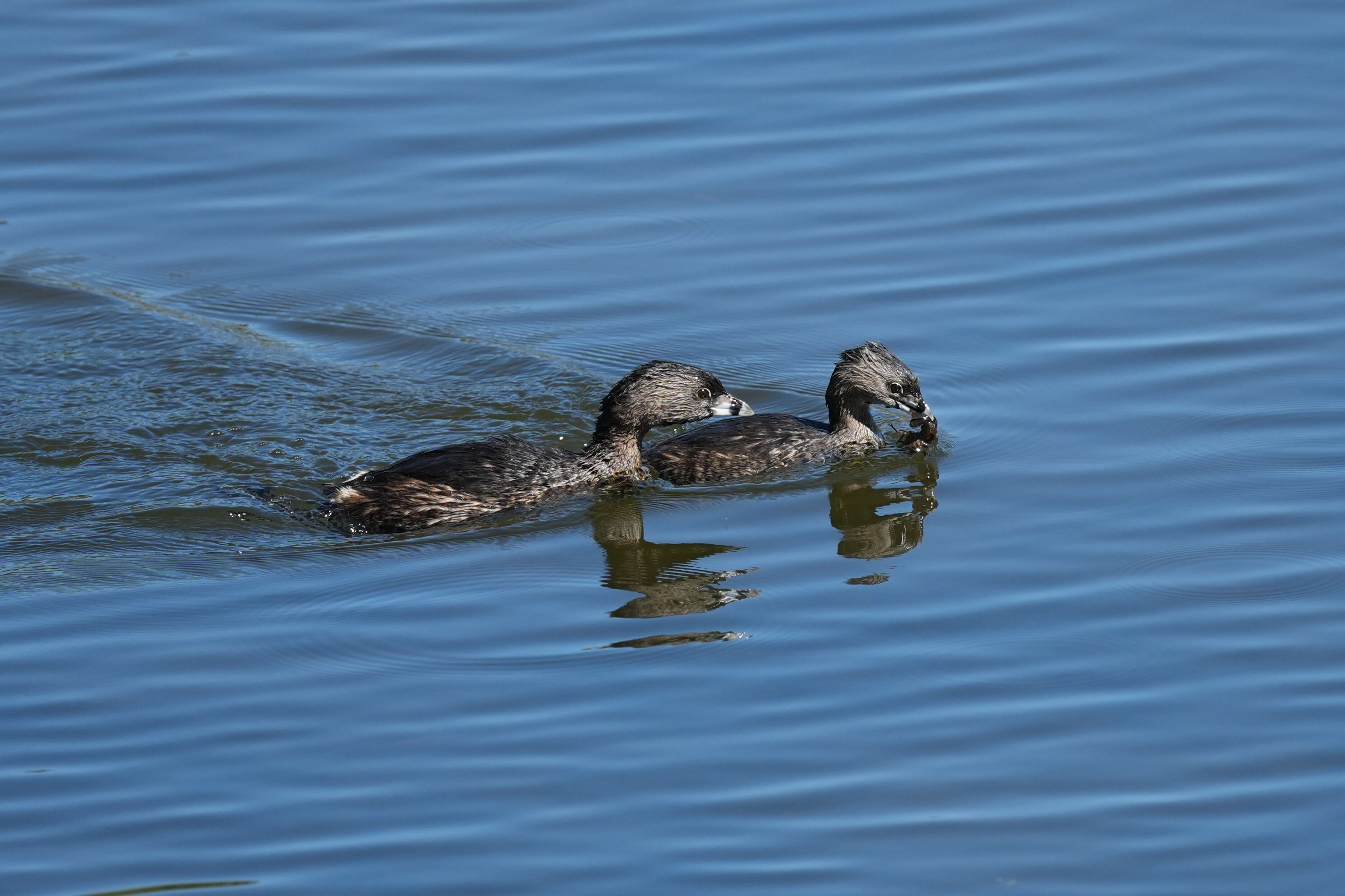 Vasona Lake County Park