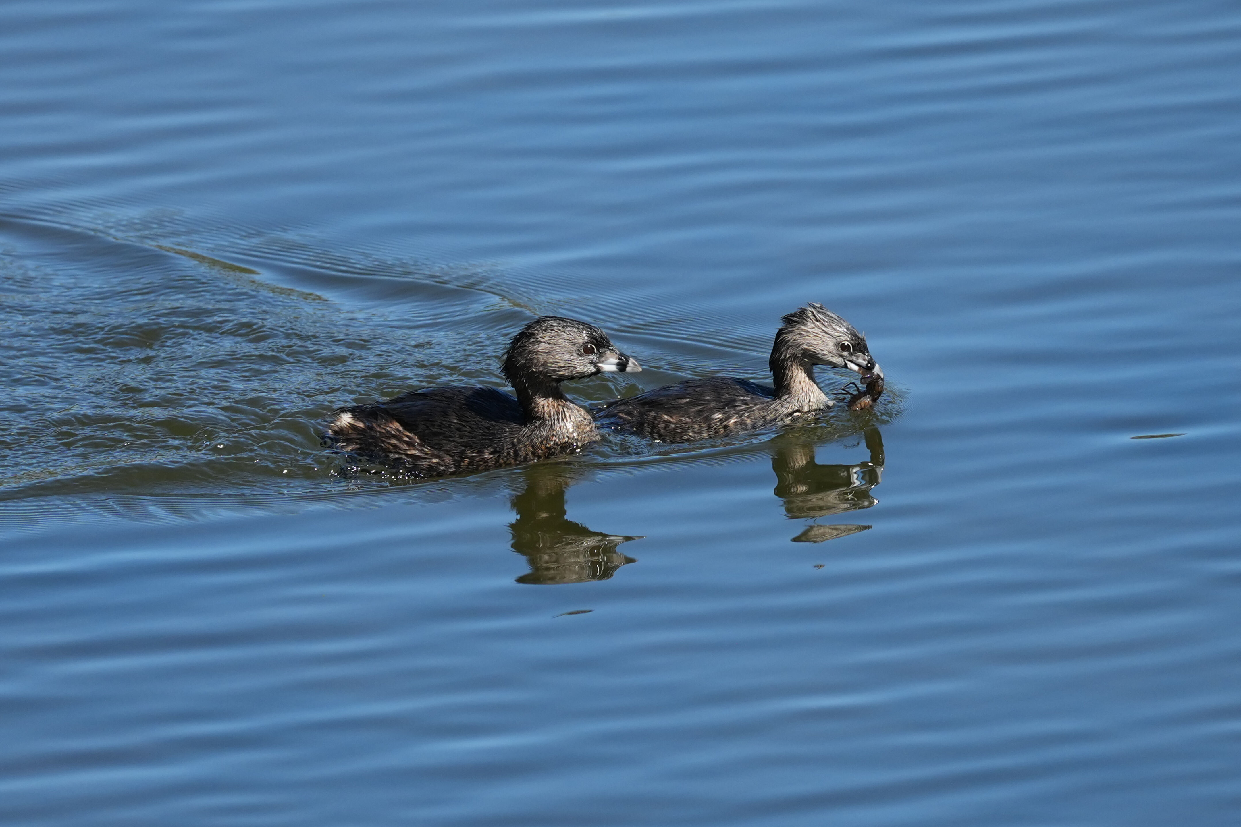 Vasona Lake County Park