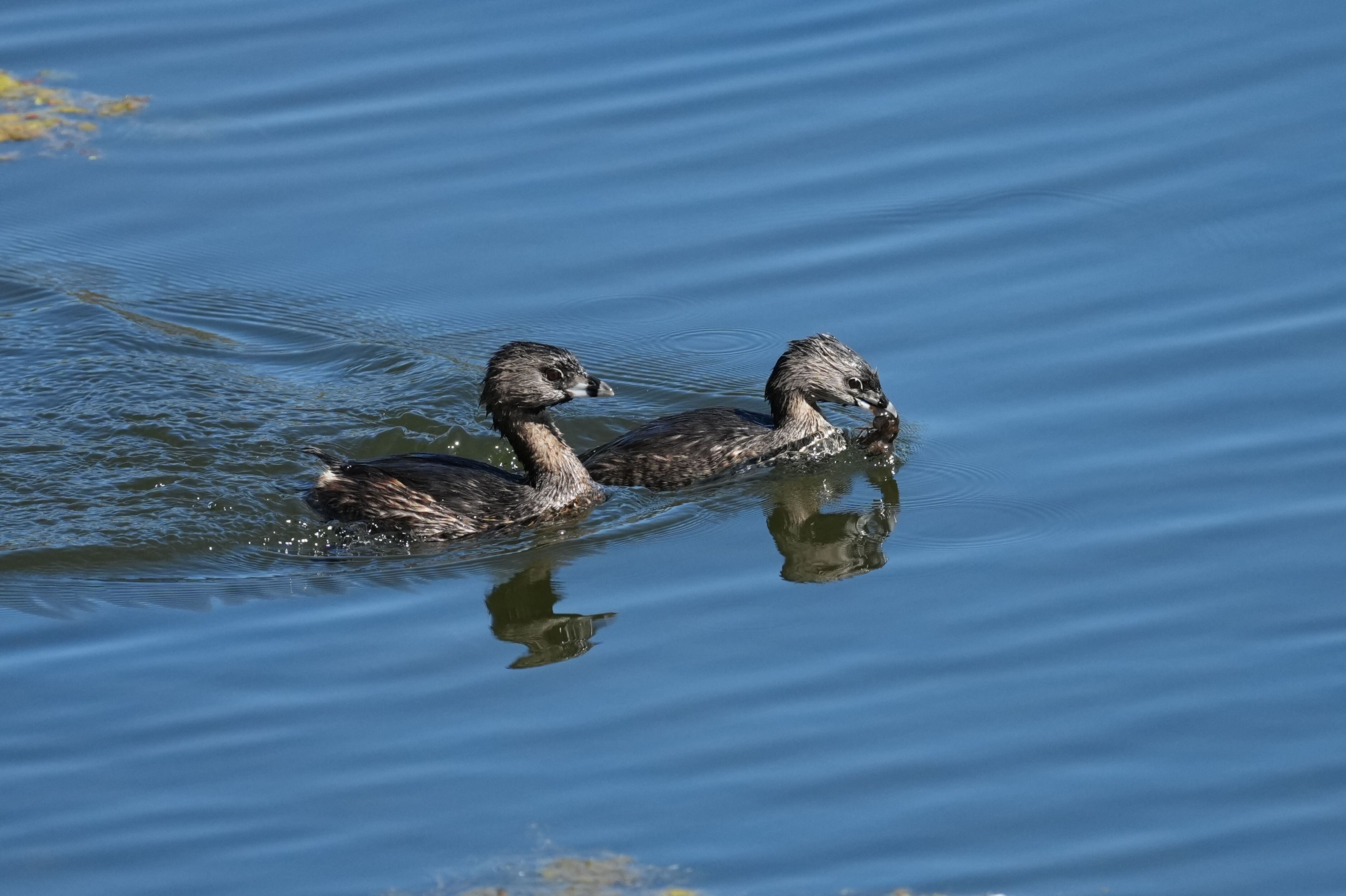 Vasona Lake County Park