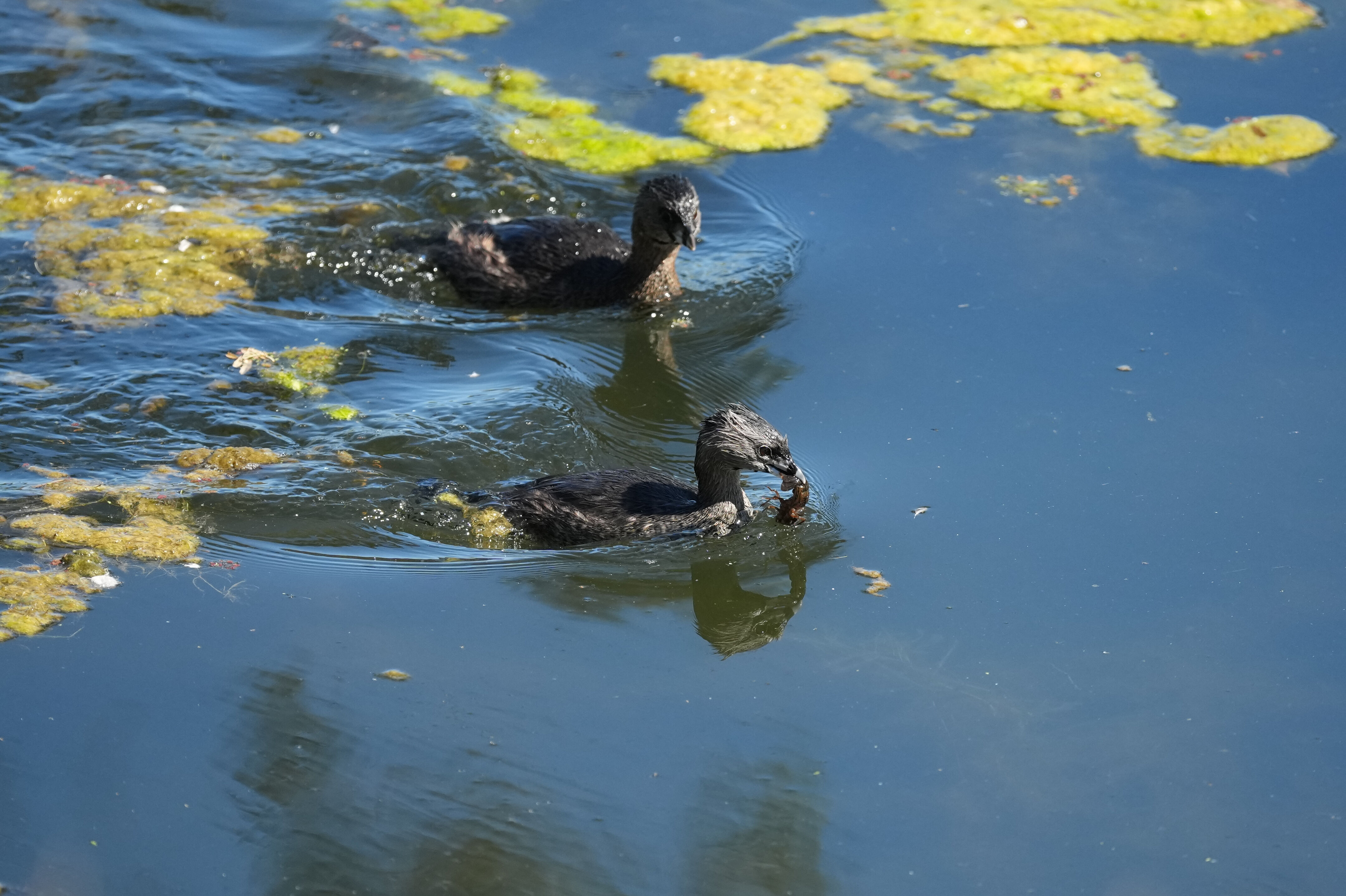 Vasona Lake County Park