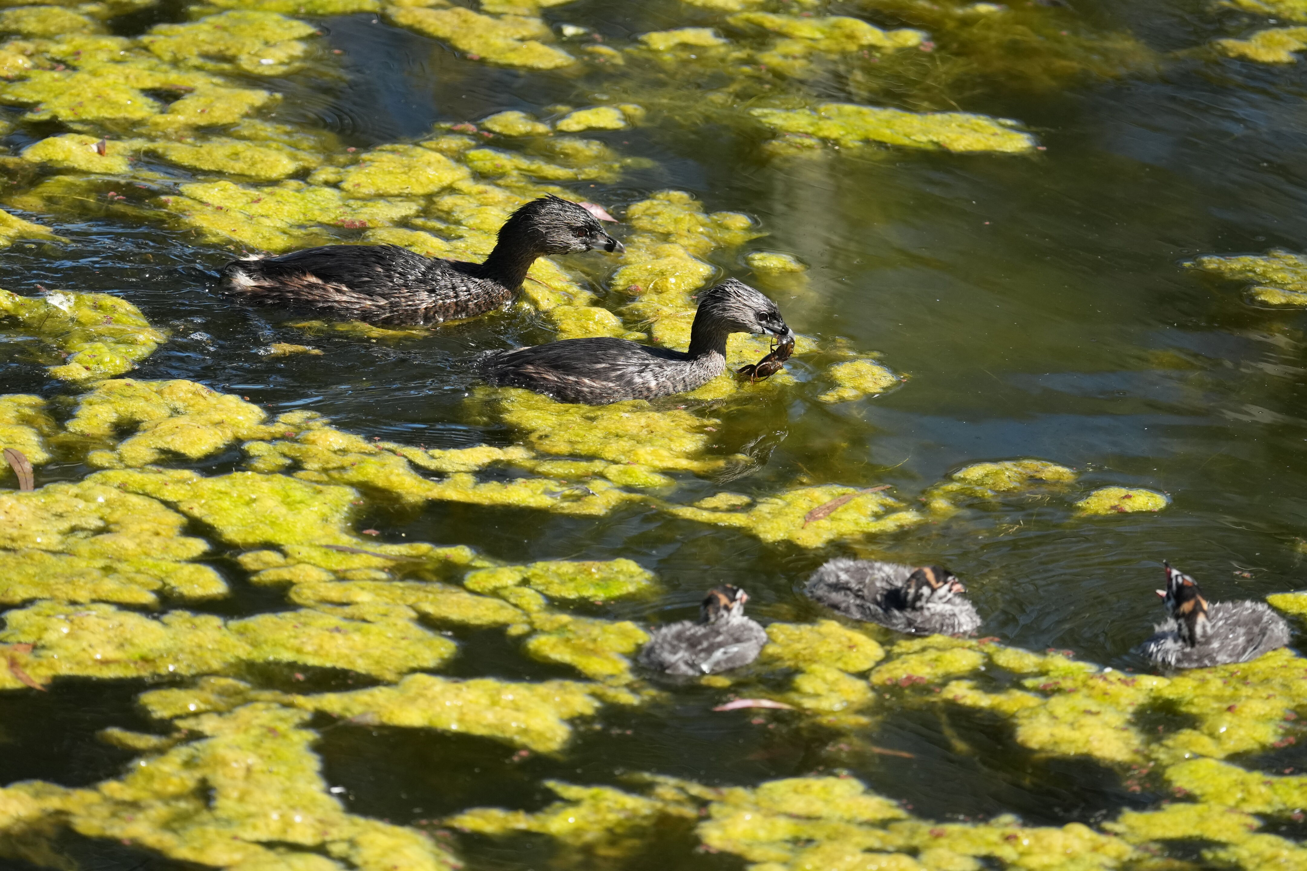 Pied-Billed Grebes Caught Crayfish