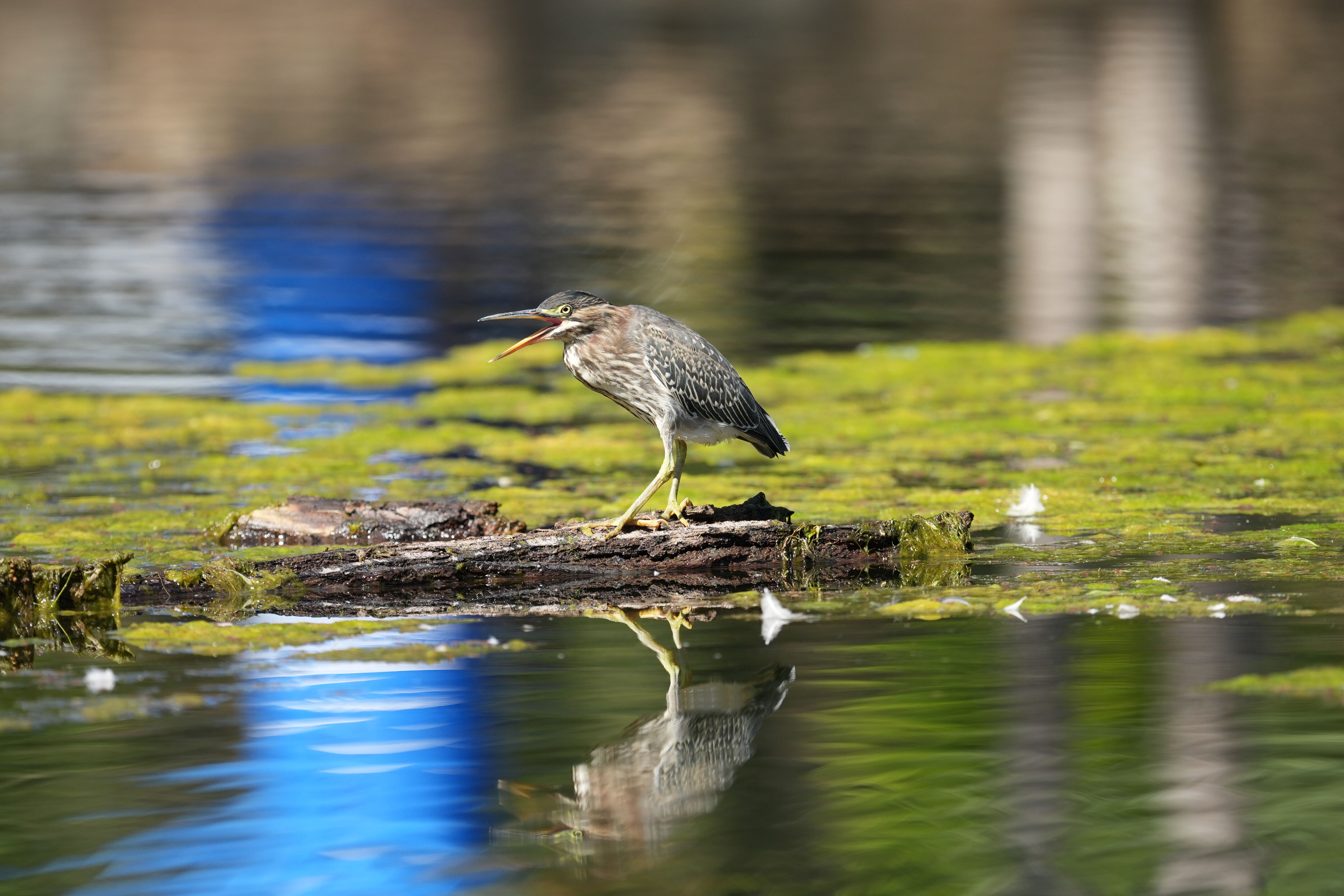 Vasona Lake County Park