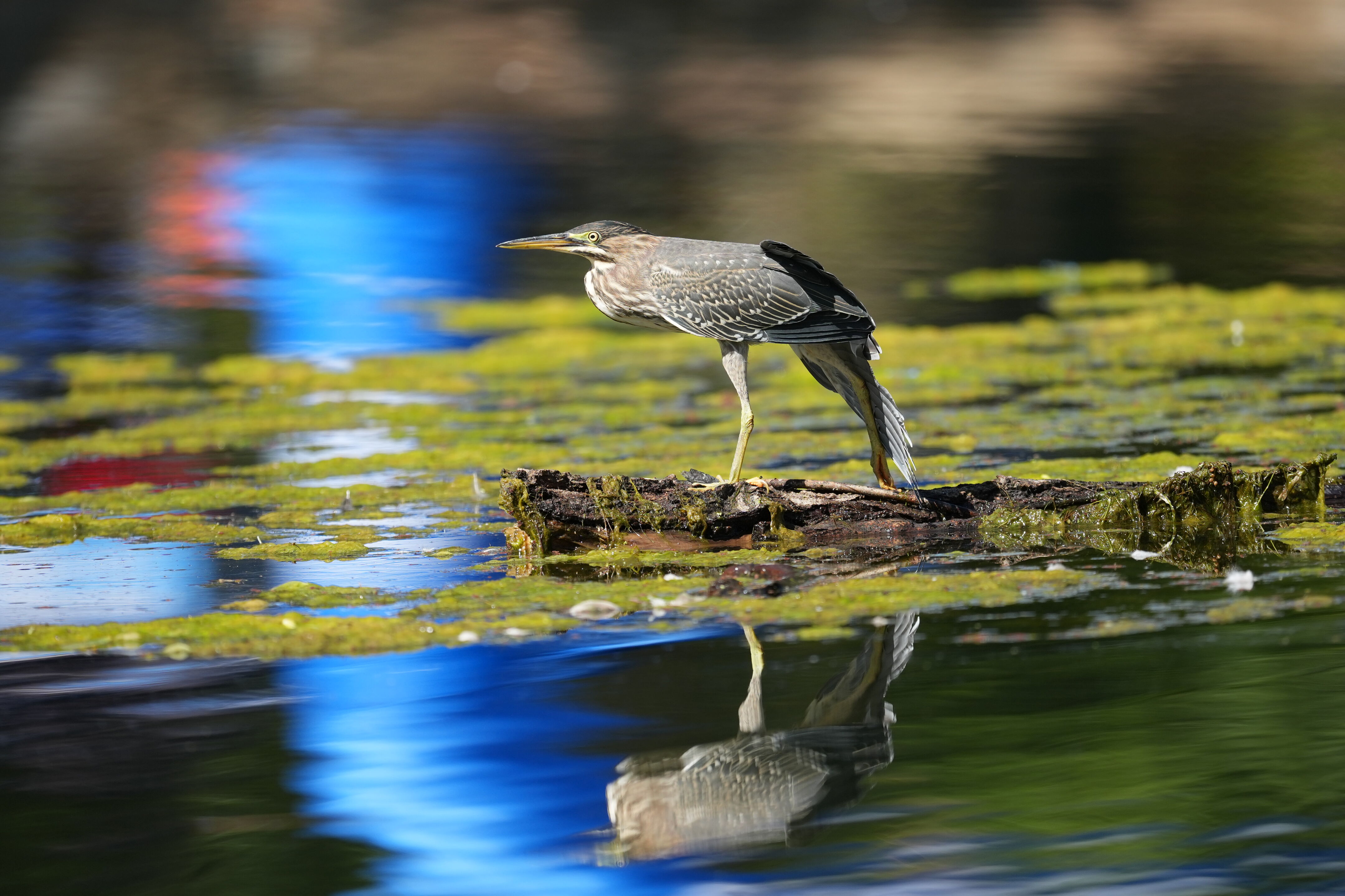 Vasona Lake County Park