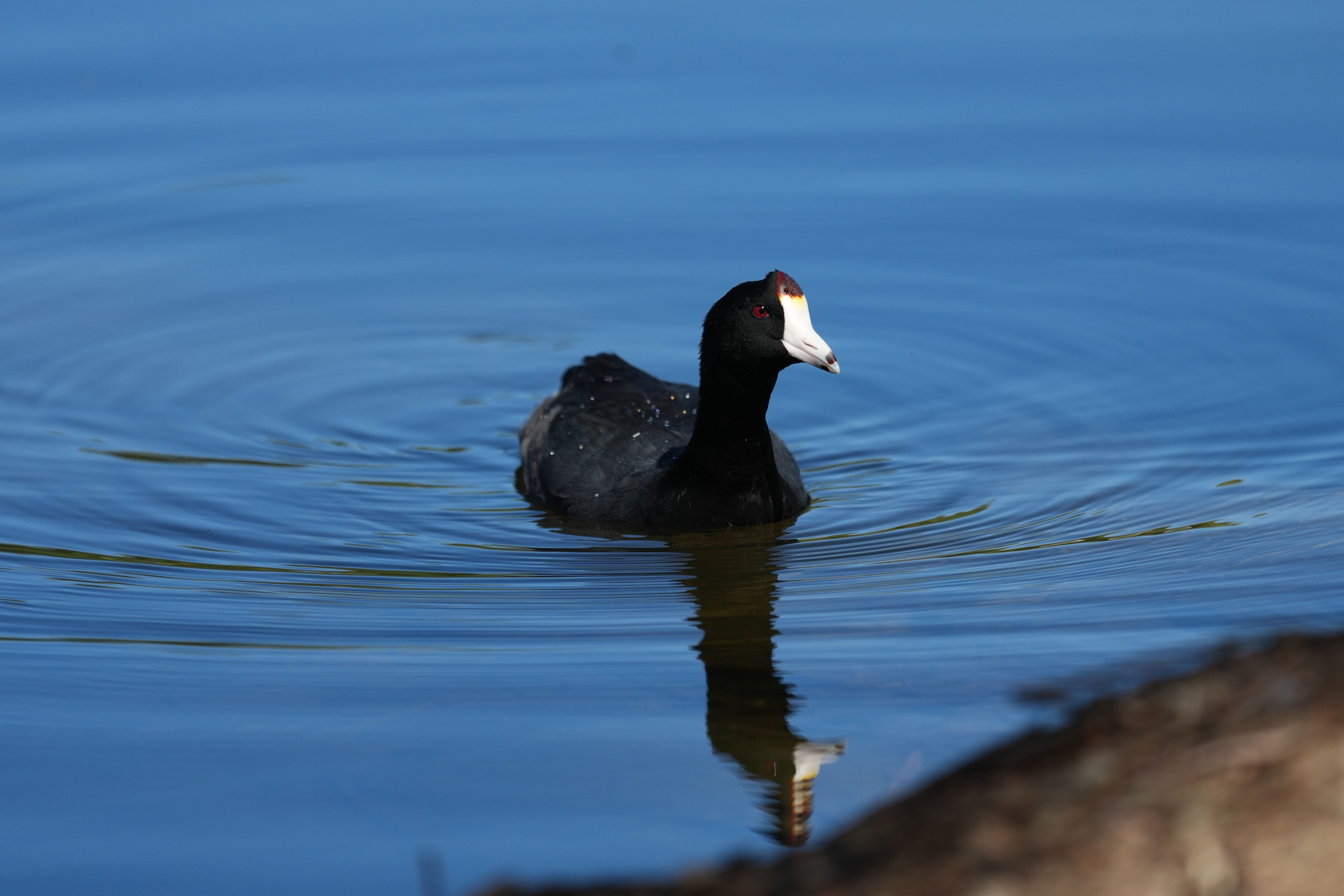 Vasona Lake County Park