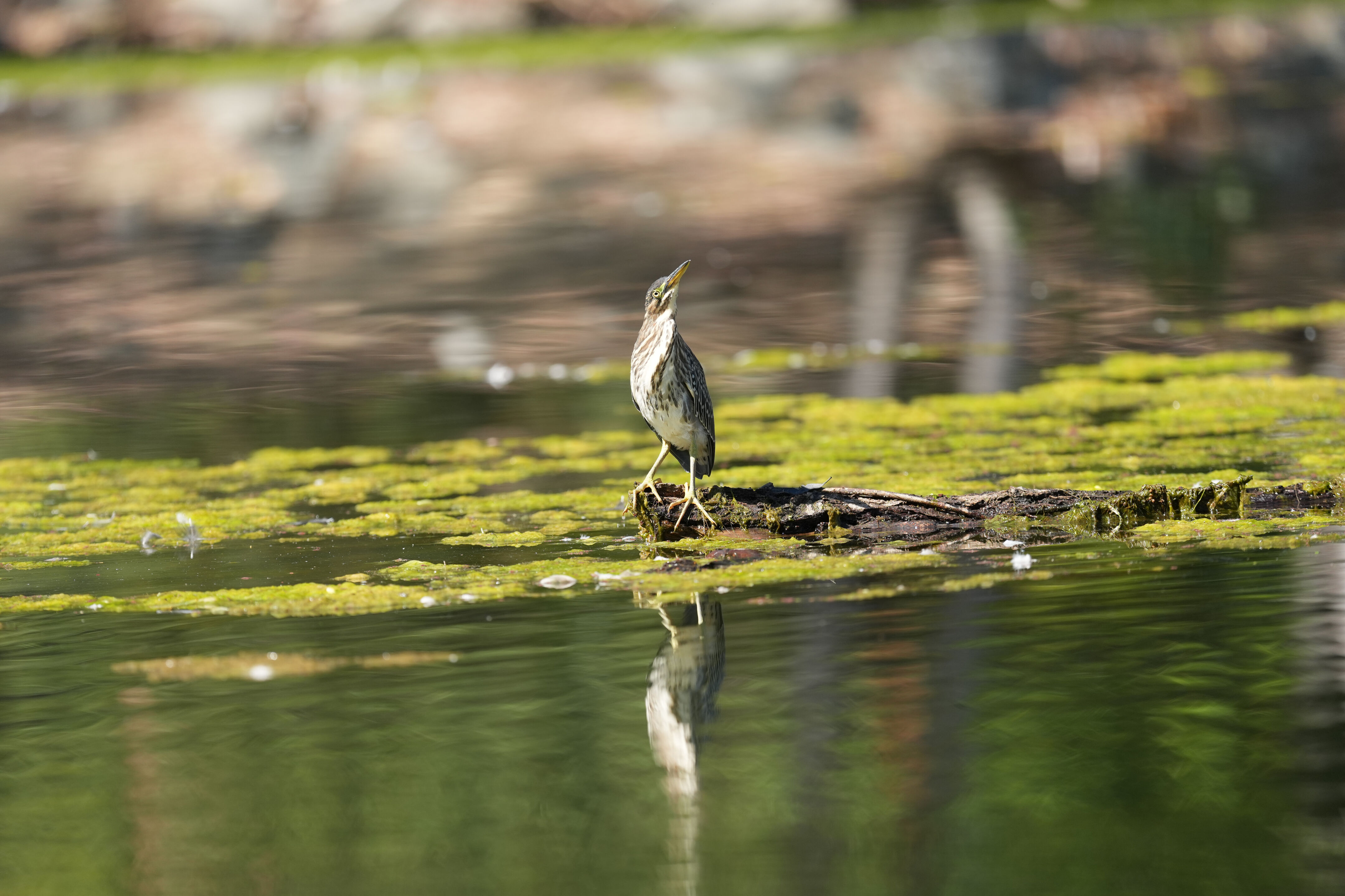 Vasona Lake County Park
