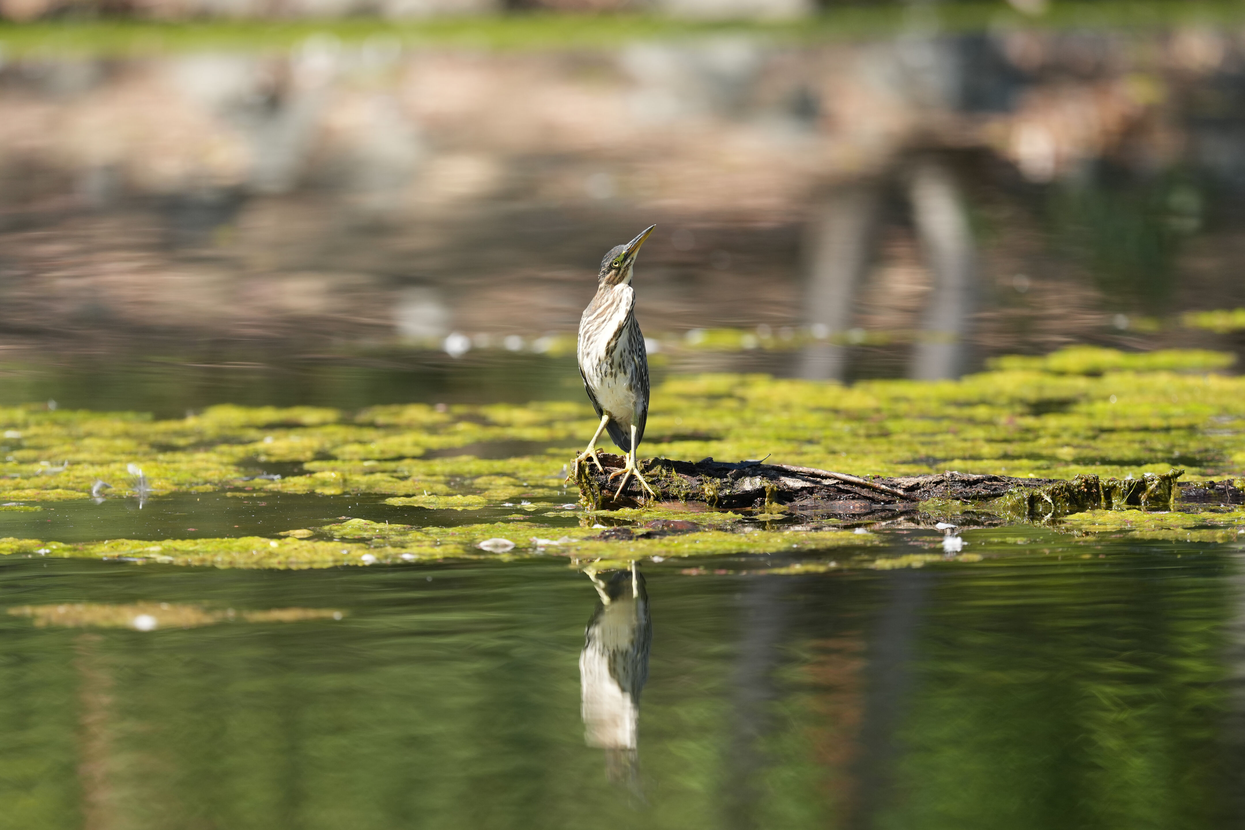 Vasona Lake County Park