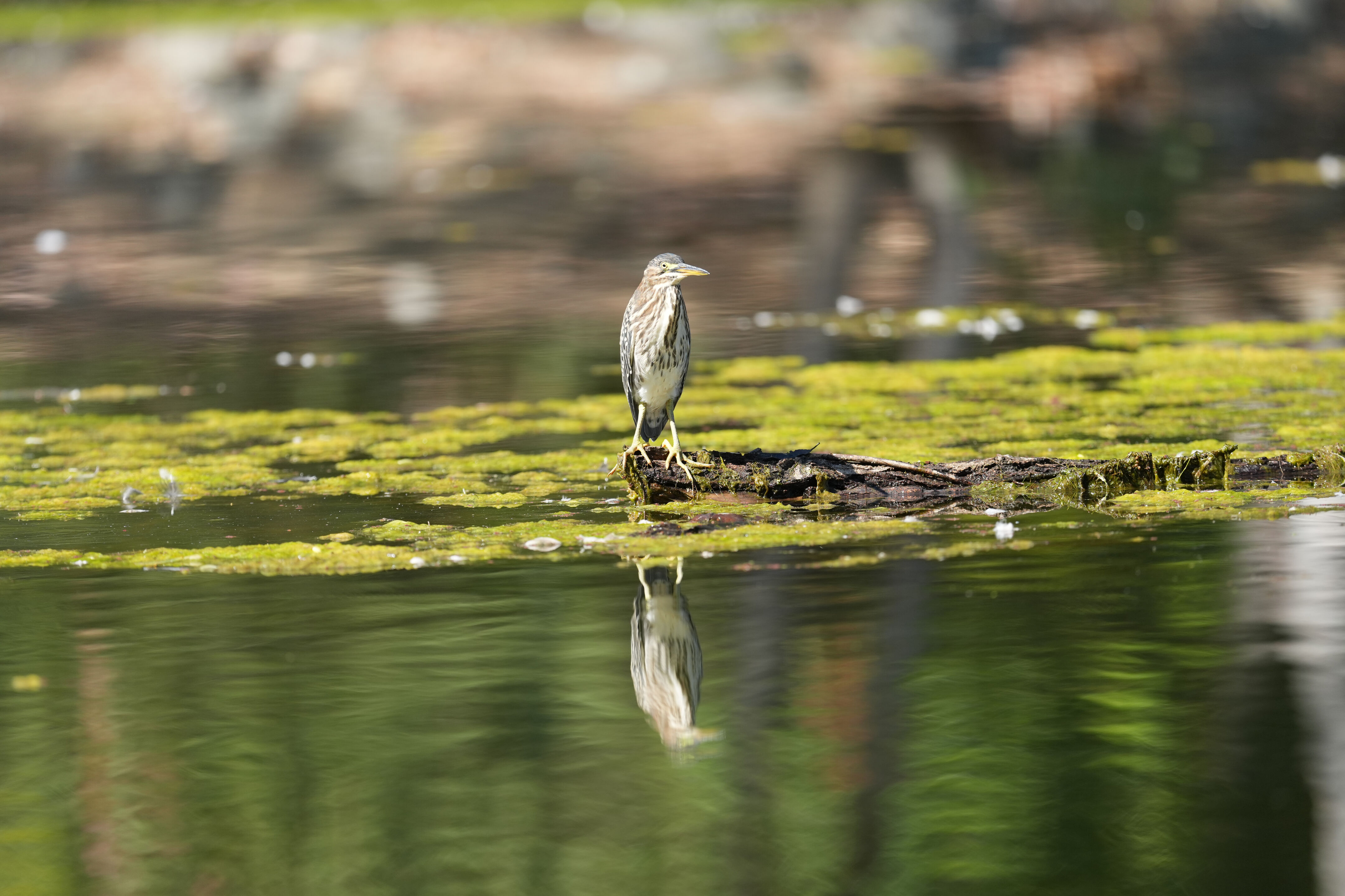 Vasona Lake County Park