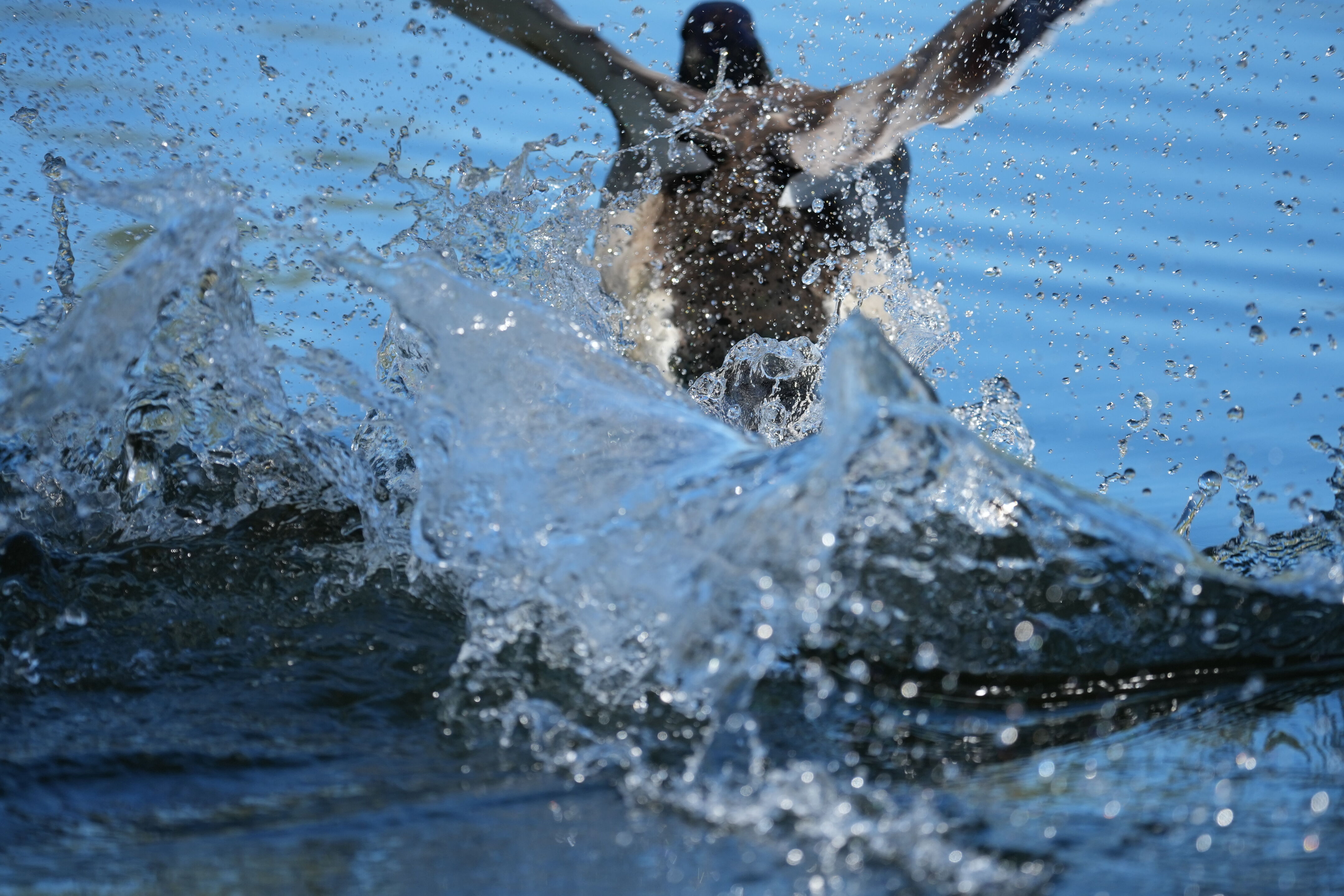 Vasona Lake County Park