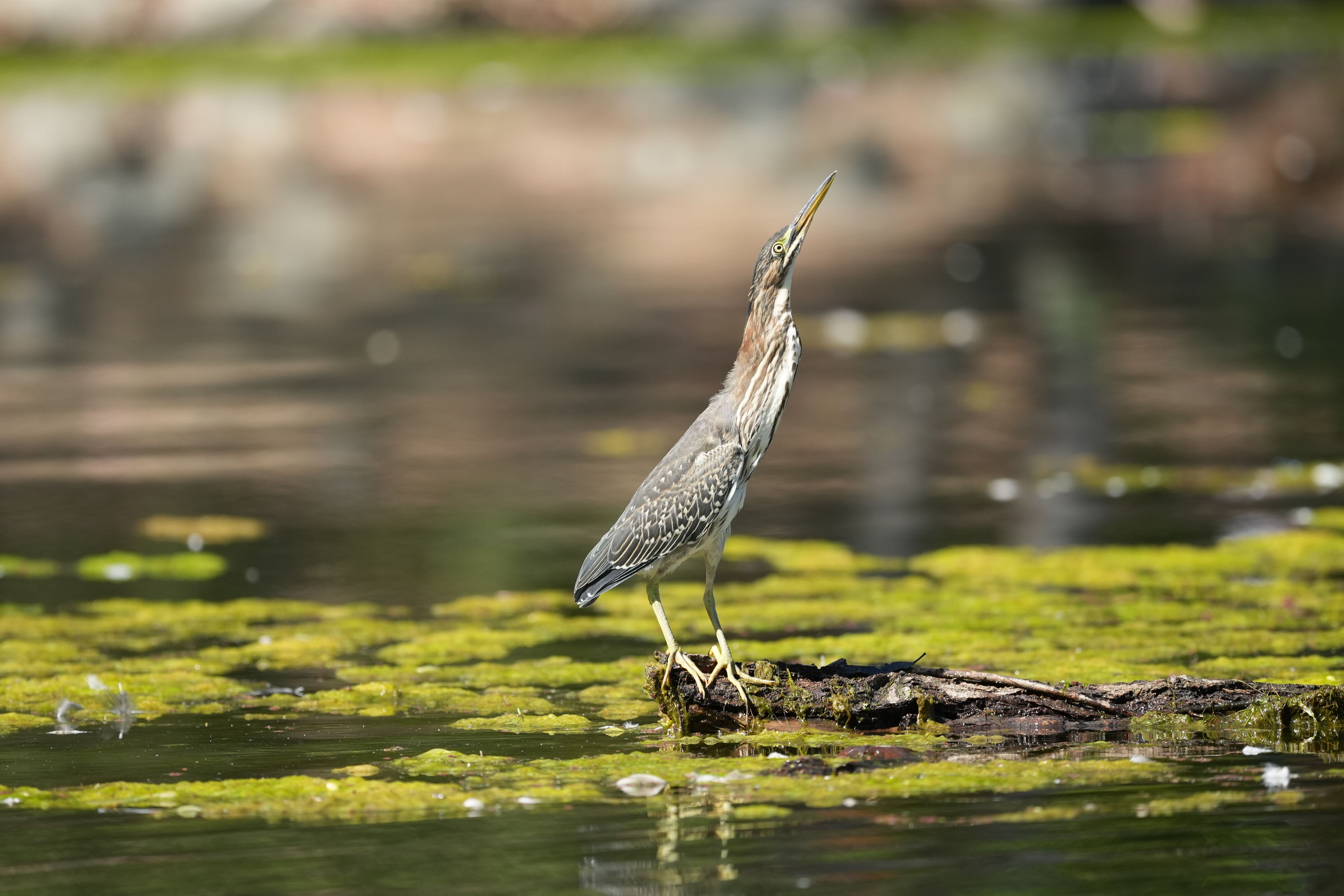Green Heron