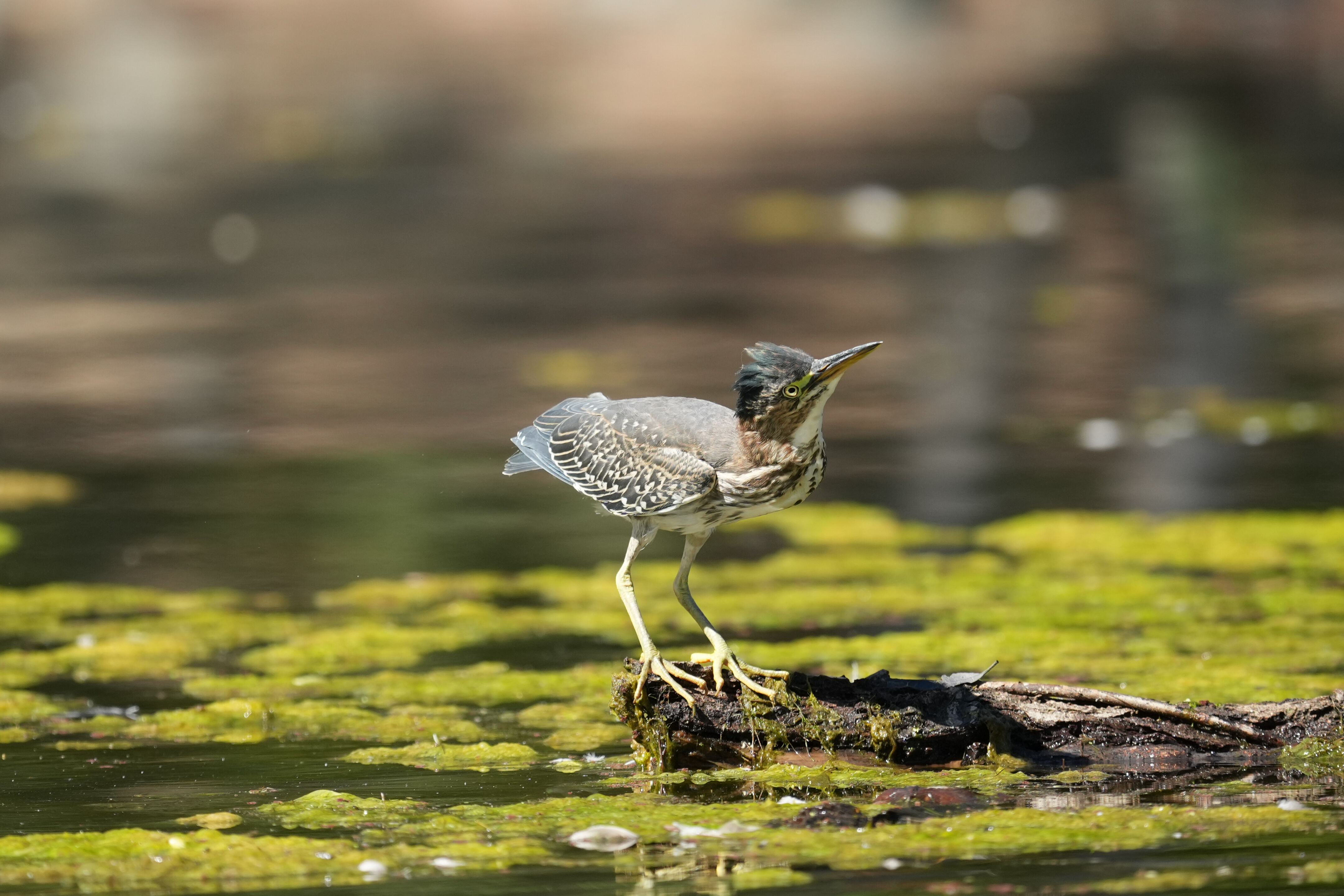 Vasona Lake County Park