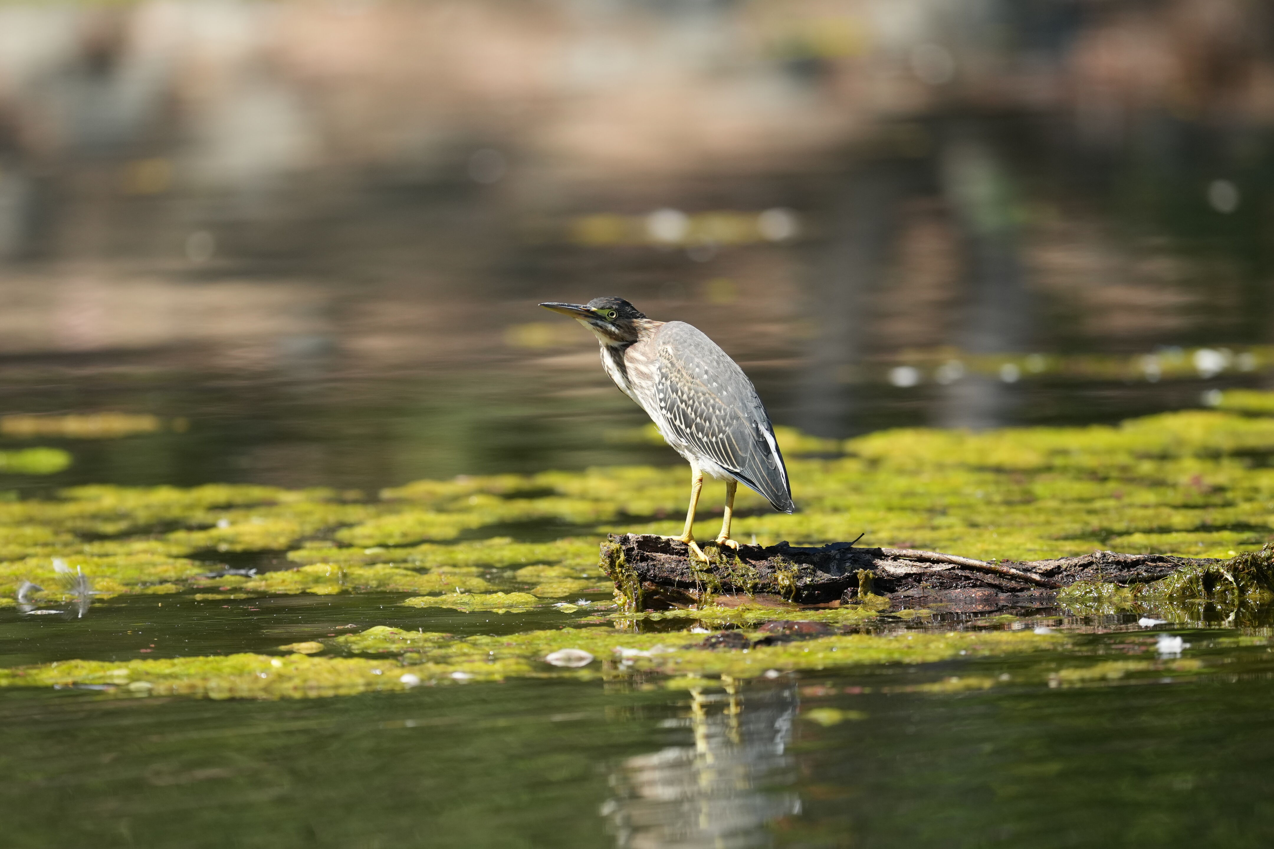 Vasona Lake County Park