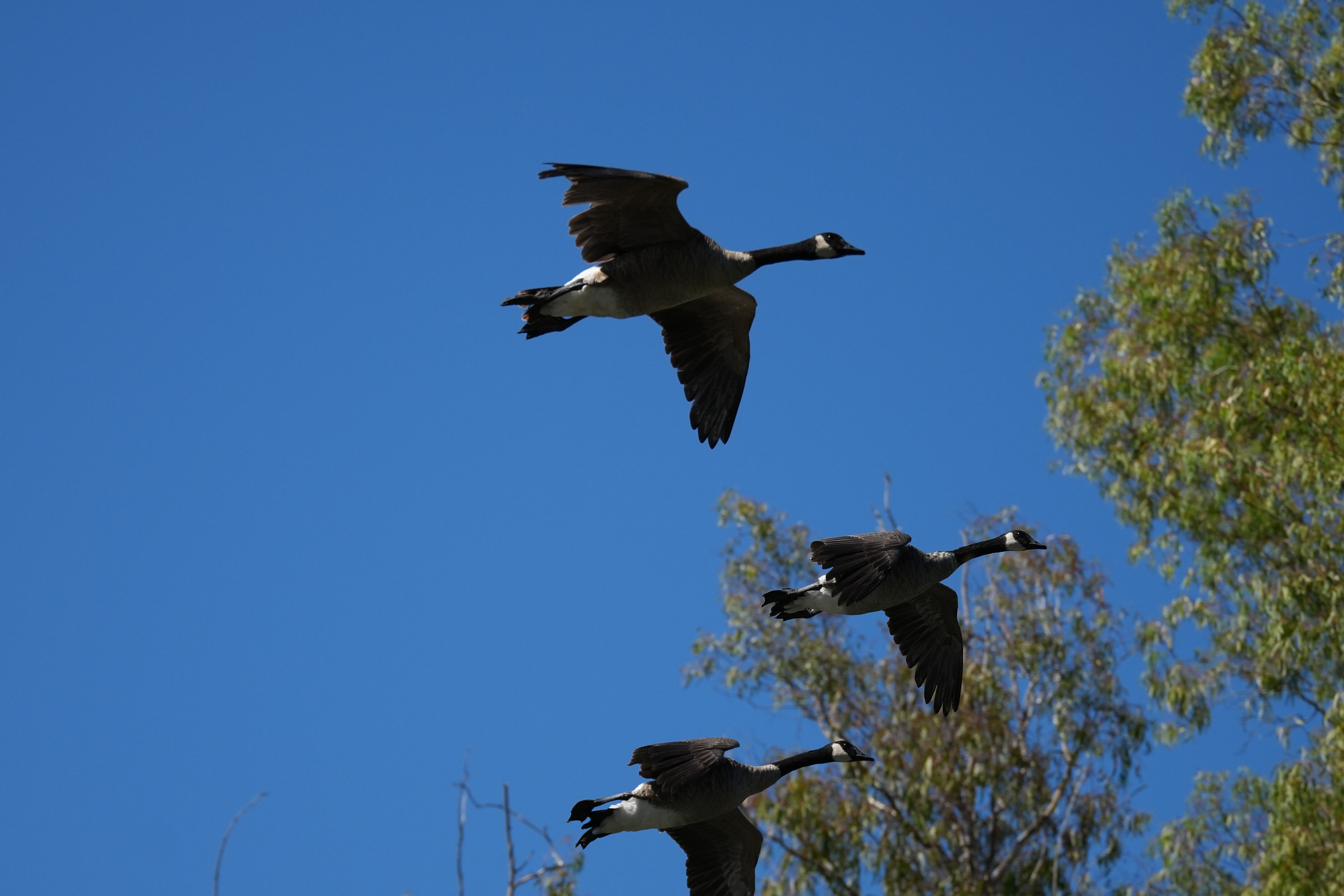 Vasona Lake County Park