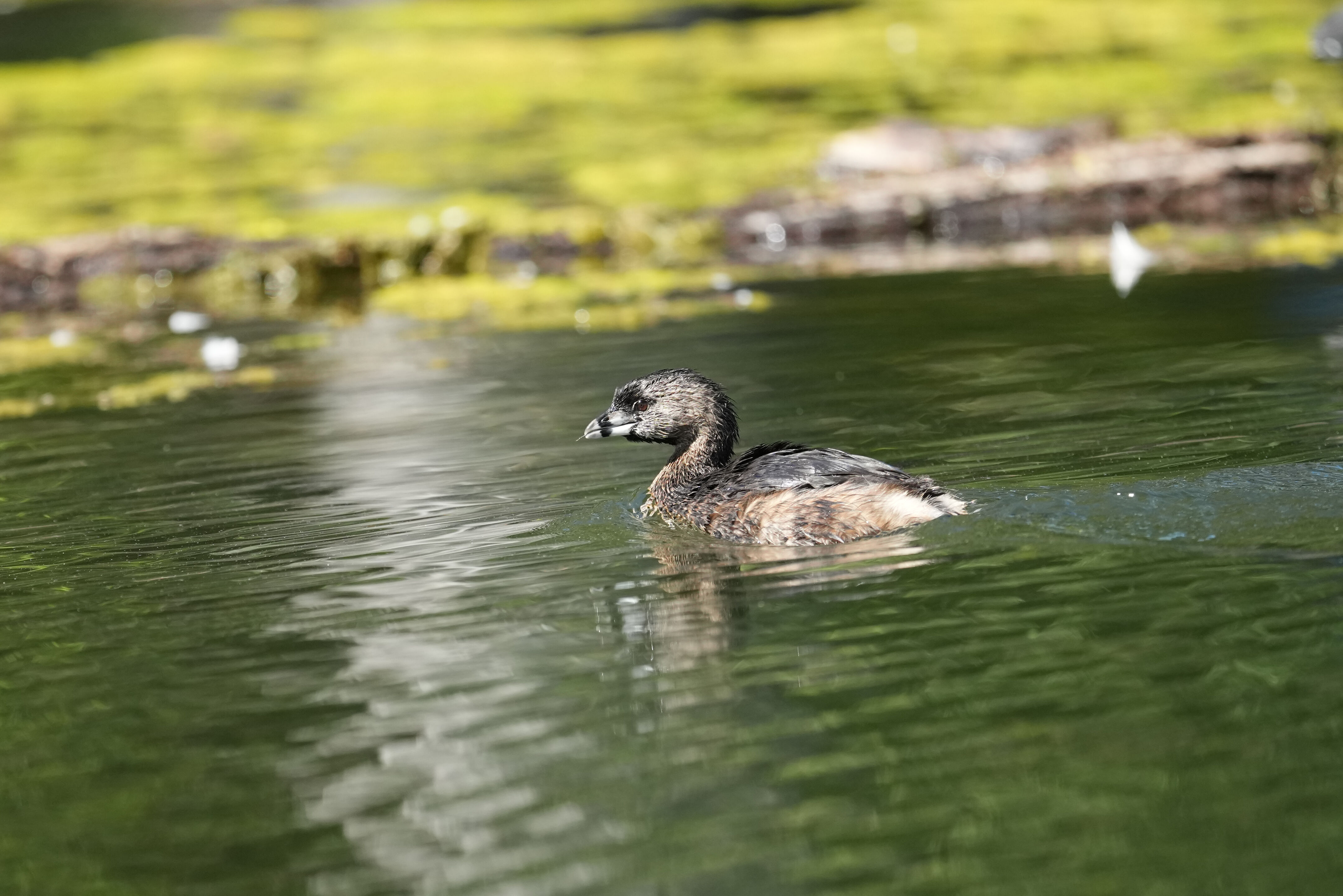 Vasona Lake County Park