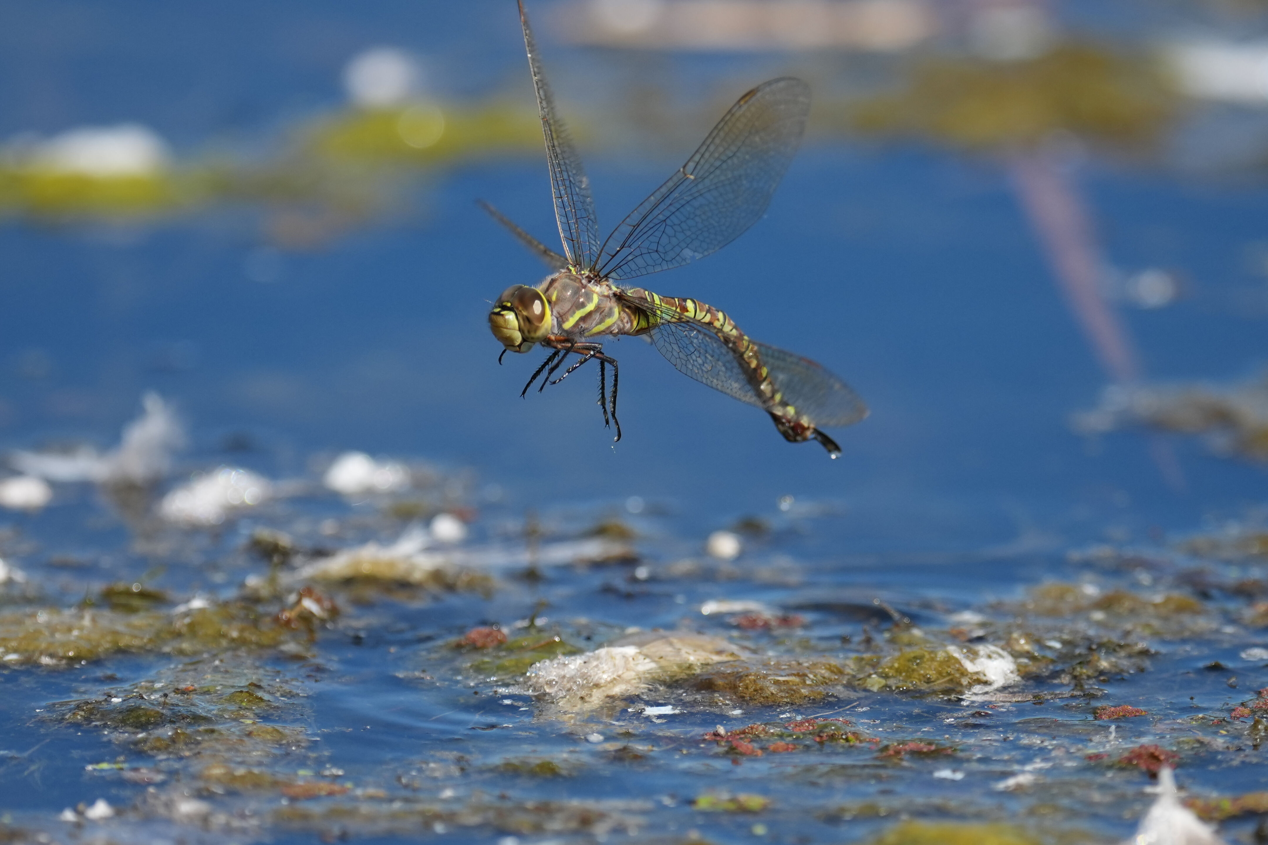 Dragonfly Looking for Places for Laying Eggs
