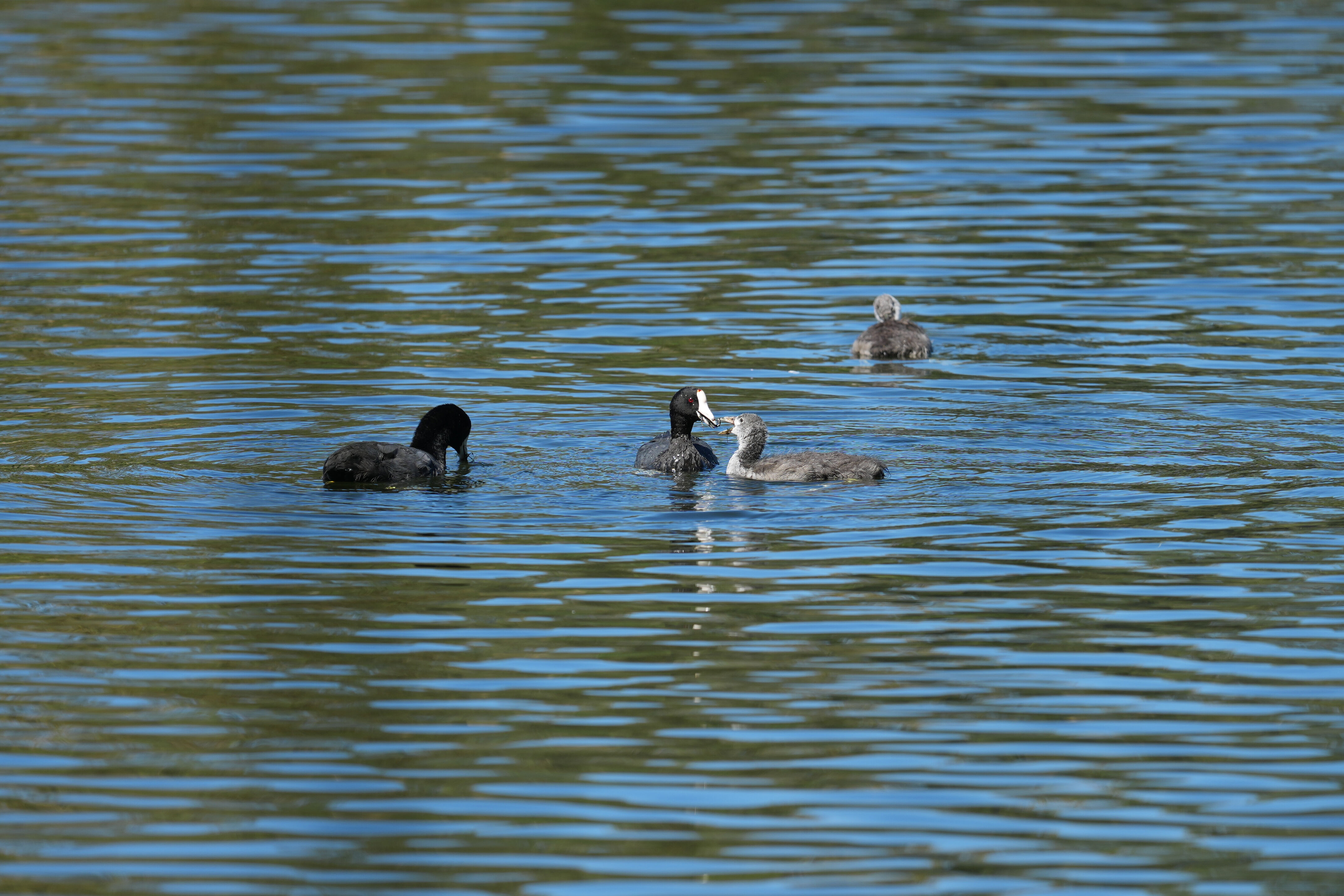 Vasona Lake County Park