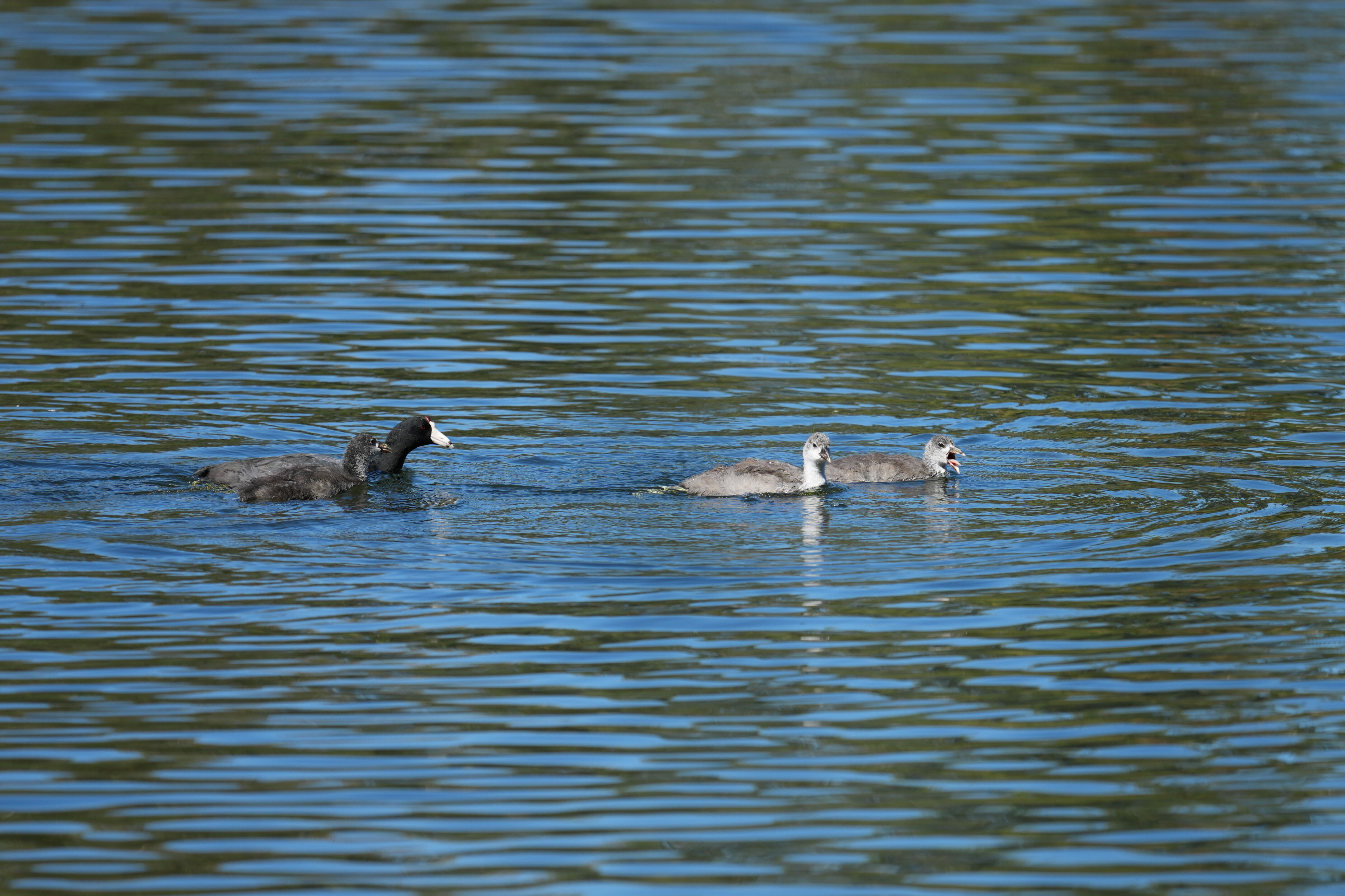 Vasona Lake County Park