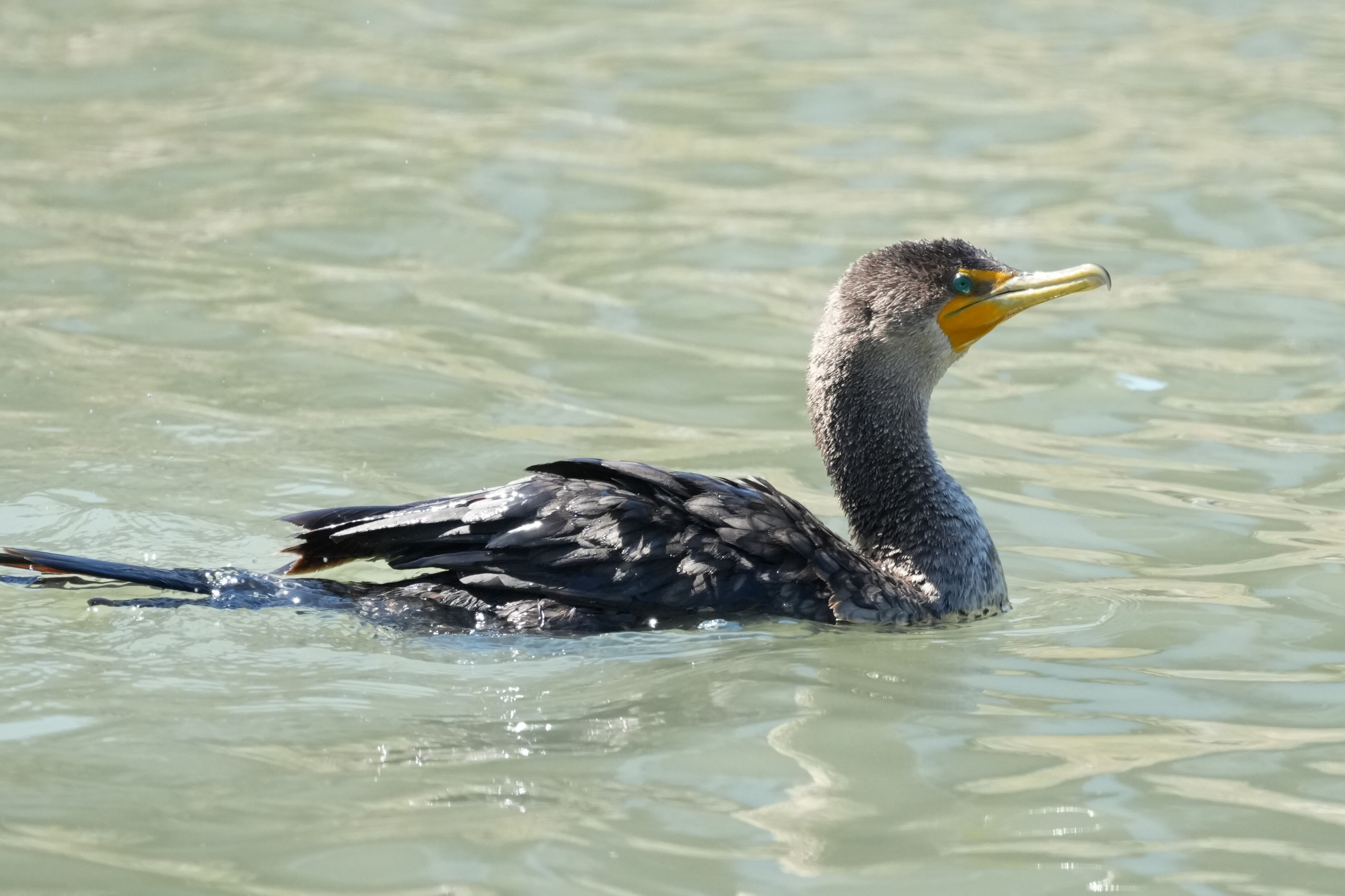 Redwood Shores Loop Trail