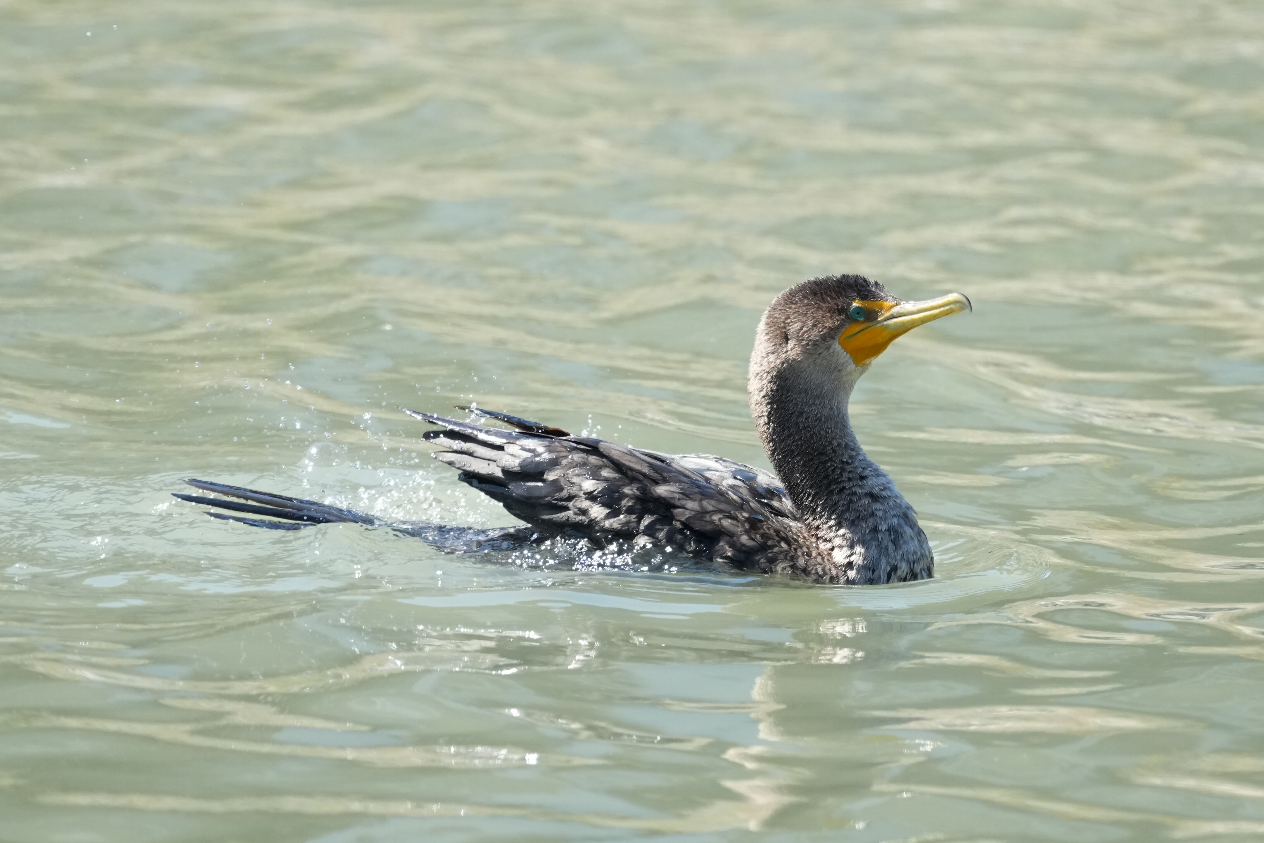 Redwood Shores Loop Trail