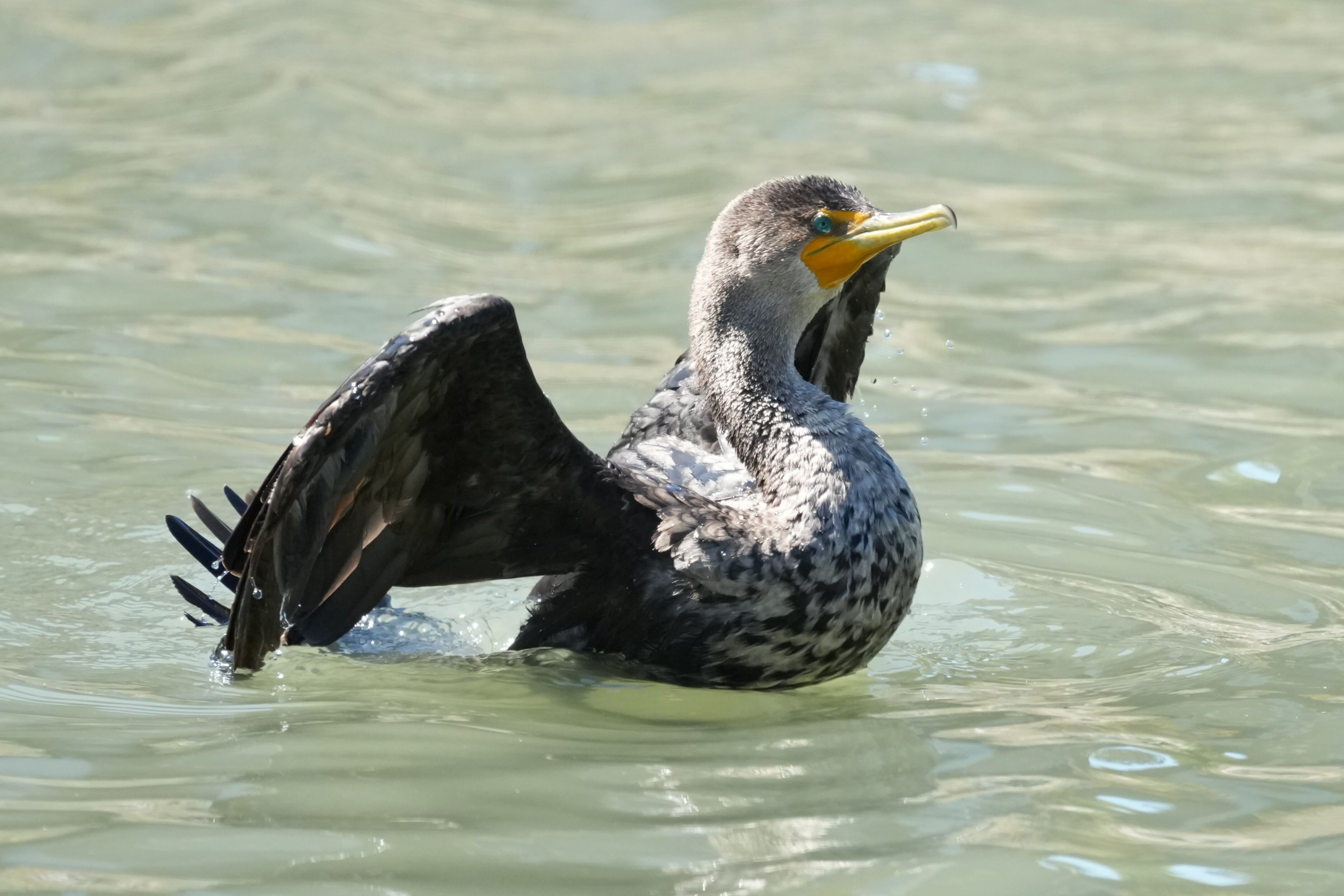 Redwood Shores Loop Trail