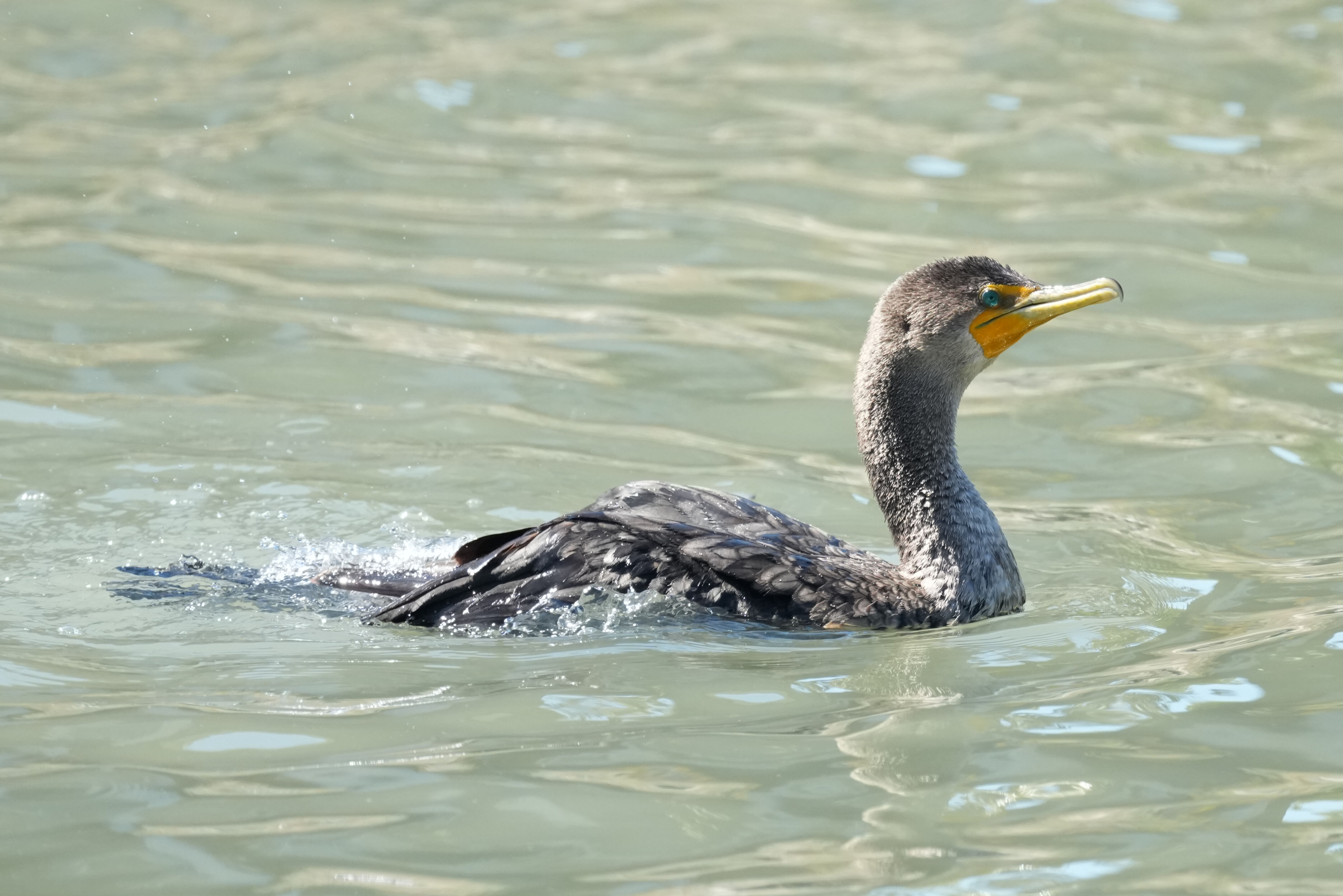 Redwood Shores Loop Trail