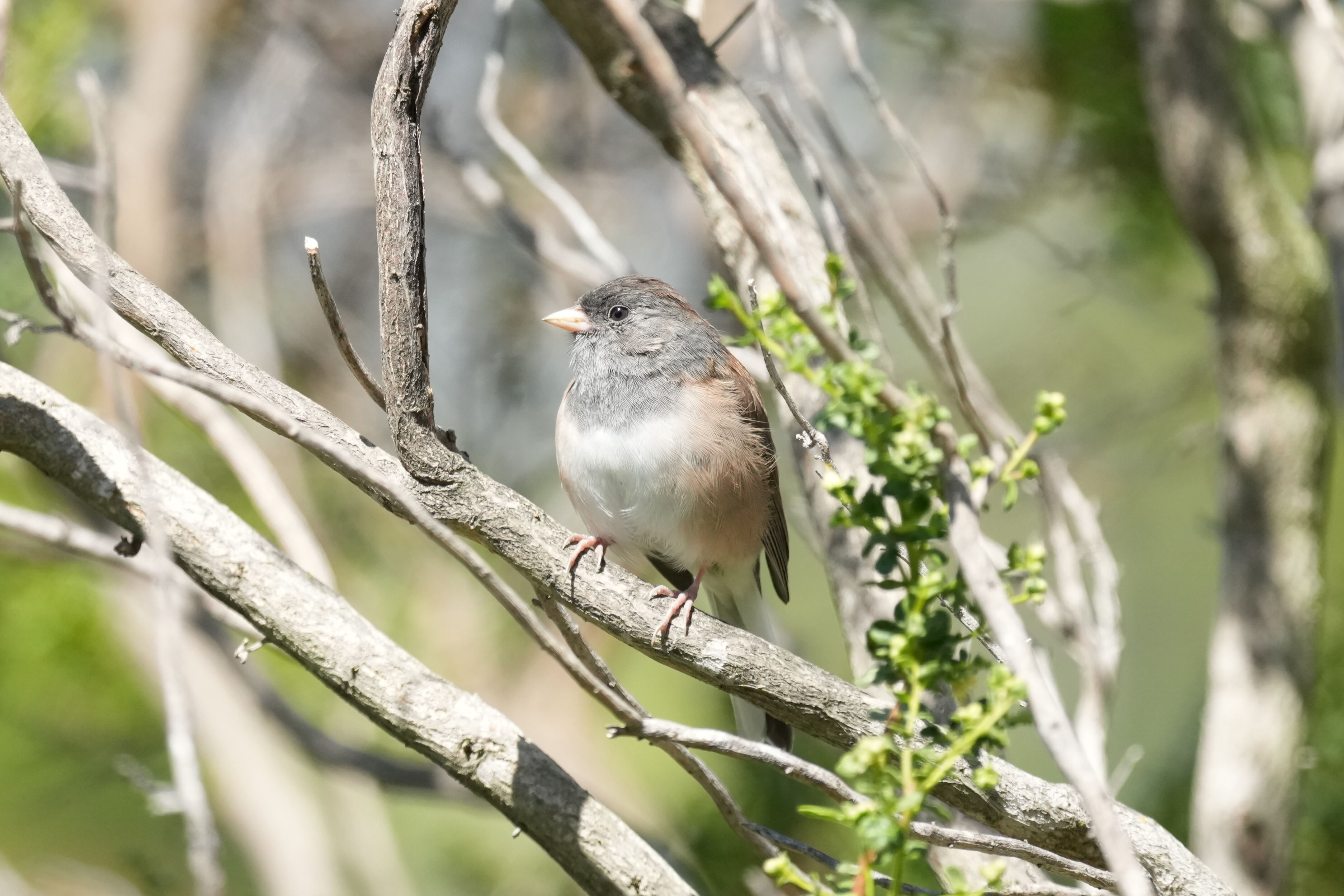 Redwood Shores Loop Trail