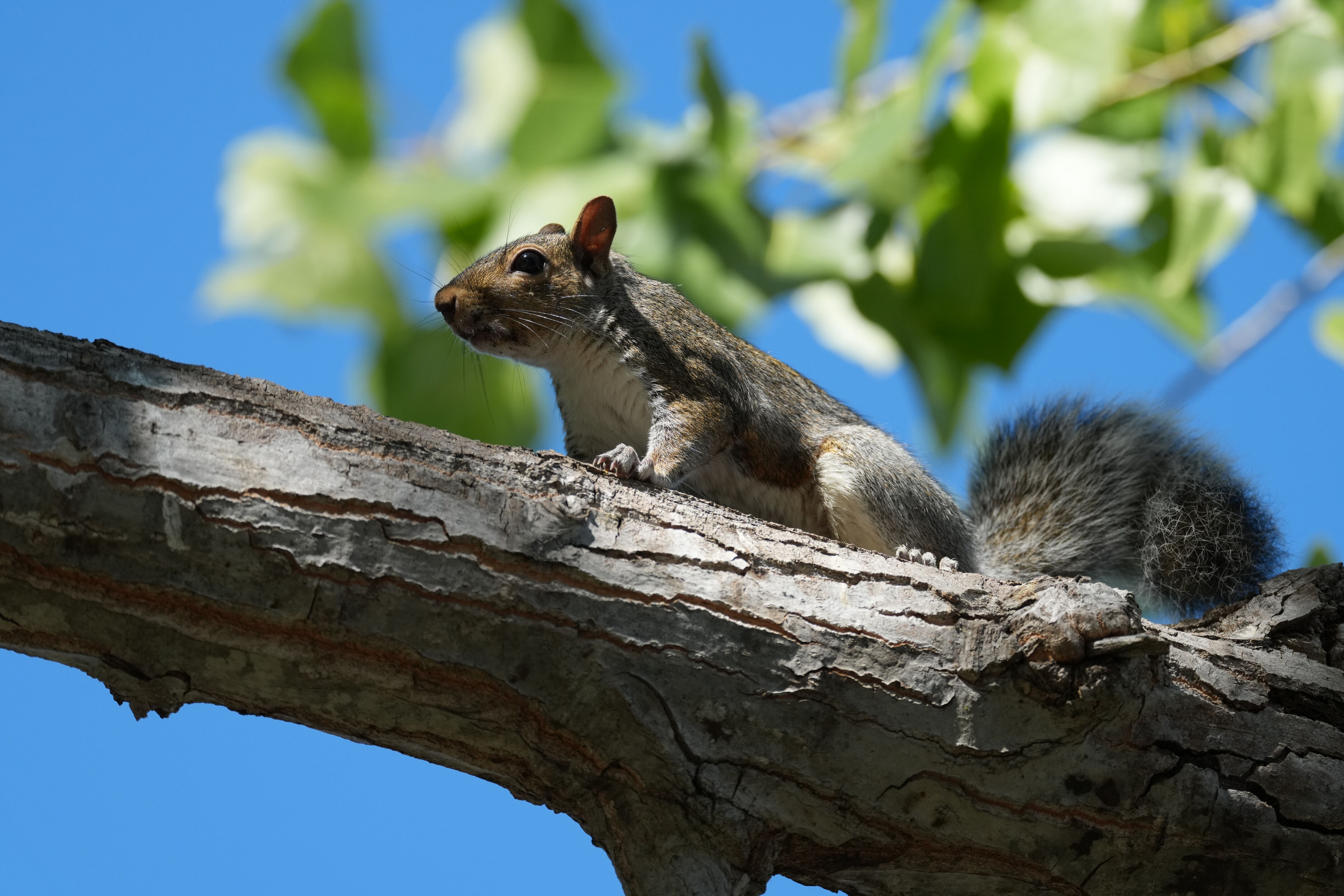 Redwood Shores Loop Trail