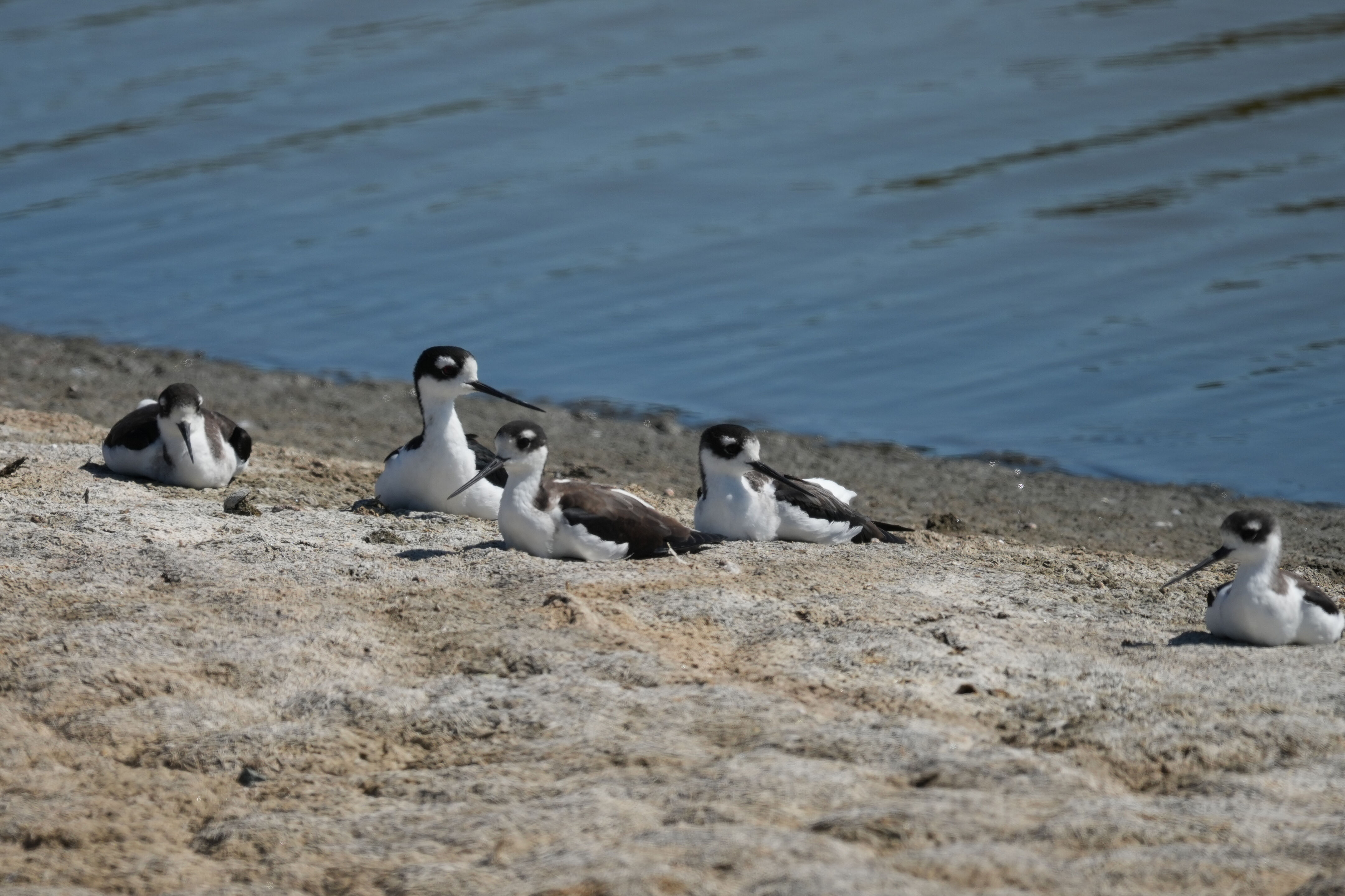 Redwood Shores Loop Trail
