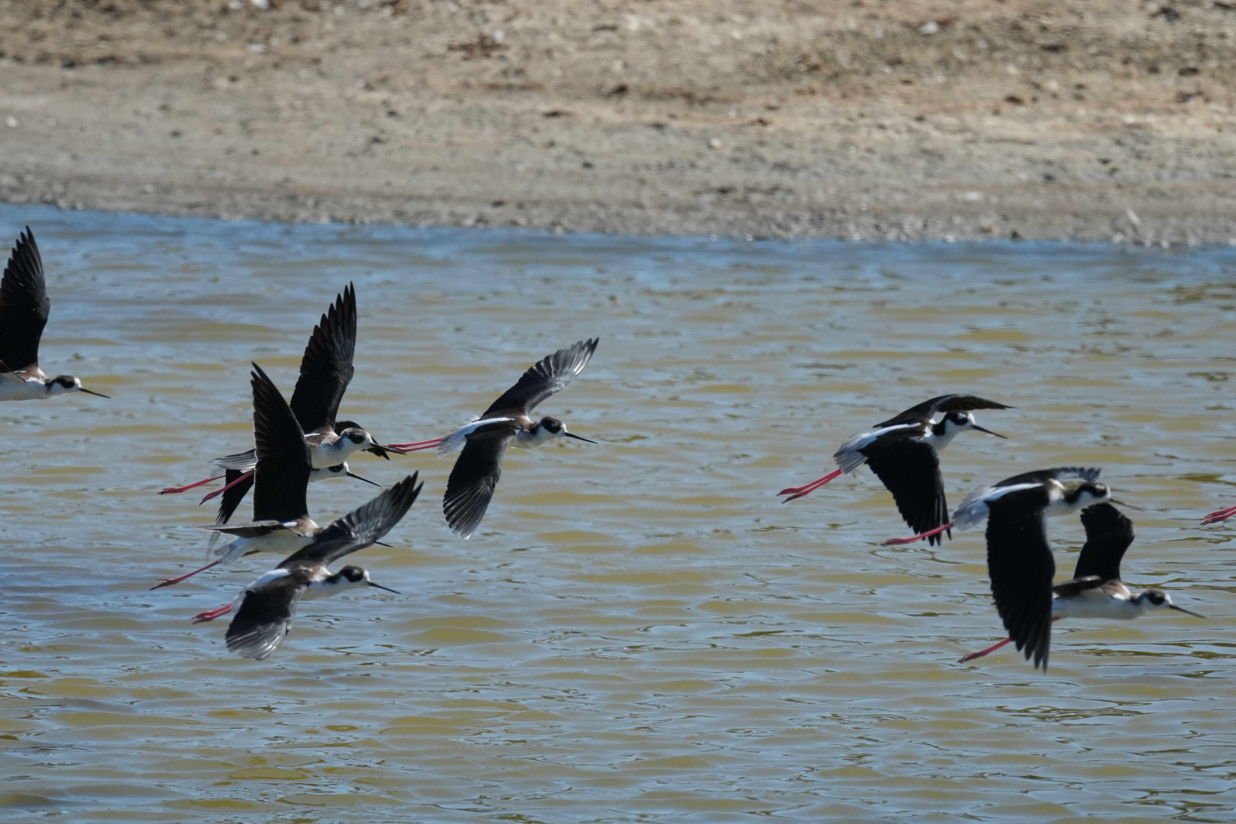 Redwood Shores Loop Trail