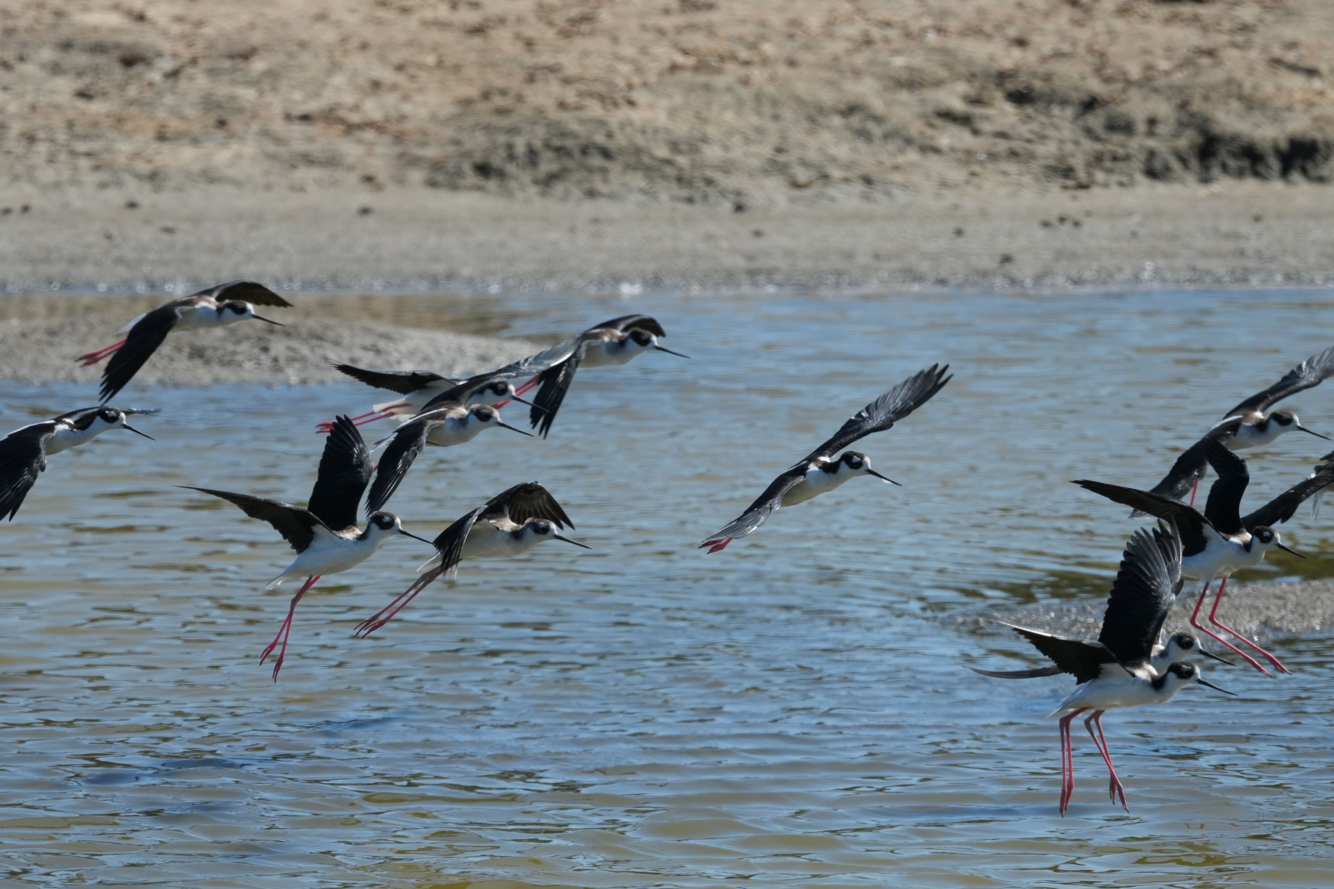 Redwood Shores Loop Trail