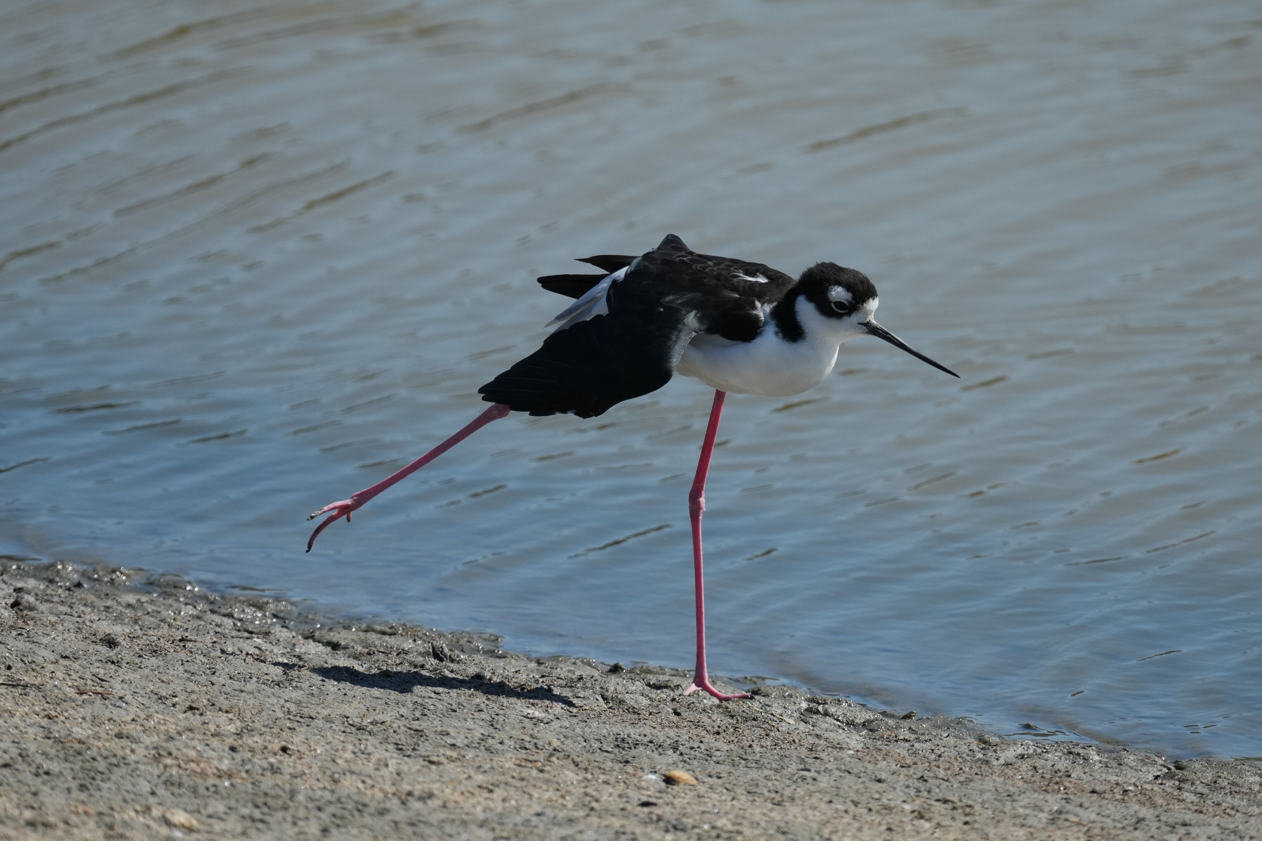 Redwood Shores Loop Trail