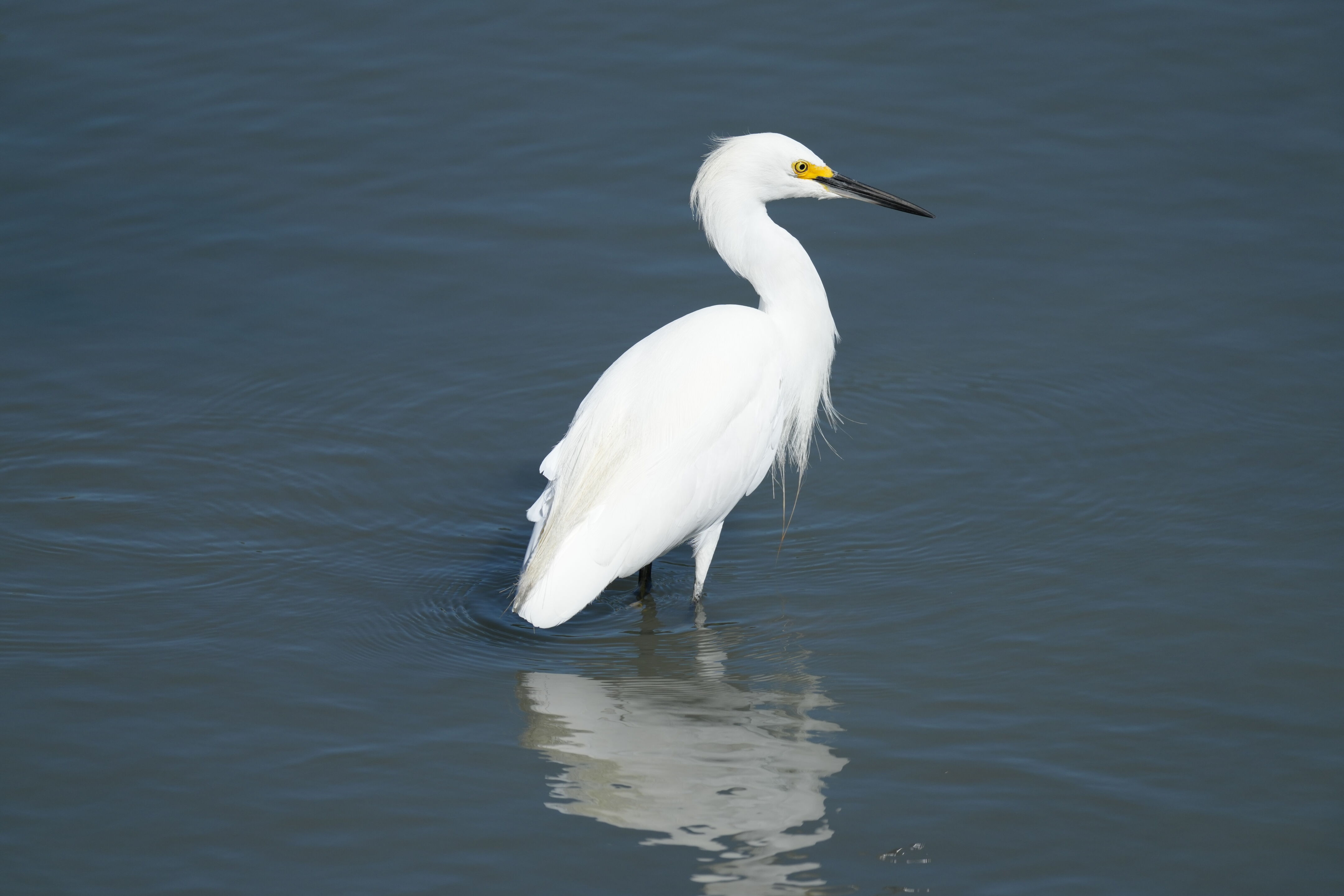 Redwood Shores Loop Trail