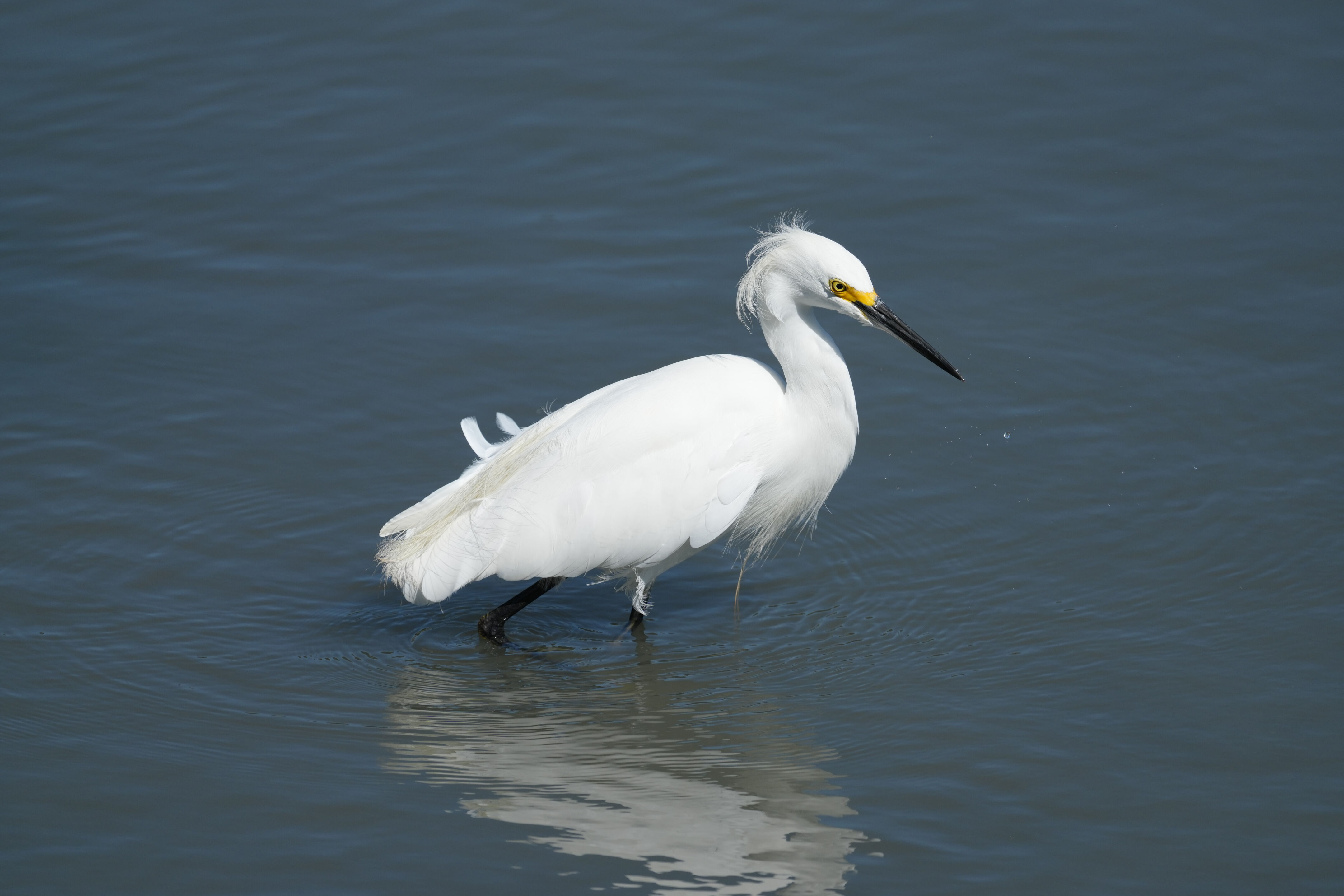 Redwood Shores Loop Trail