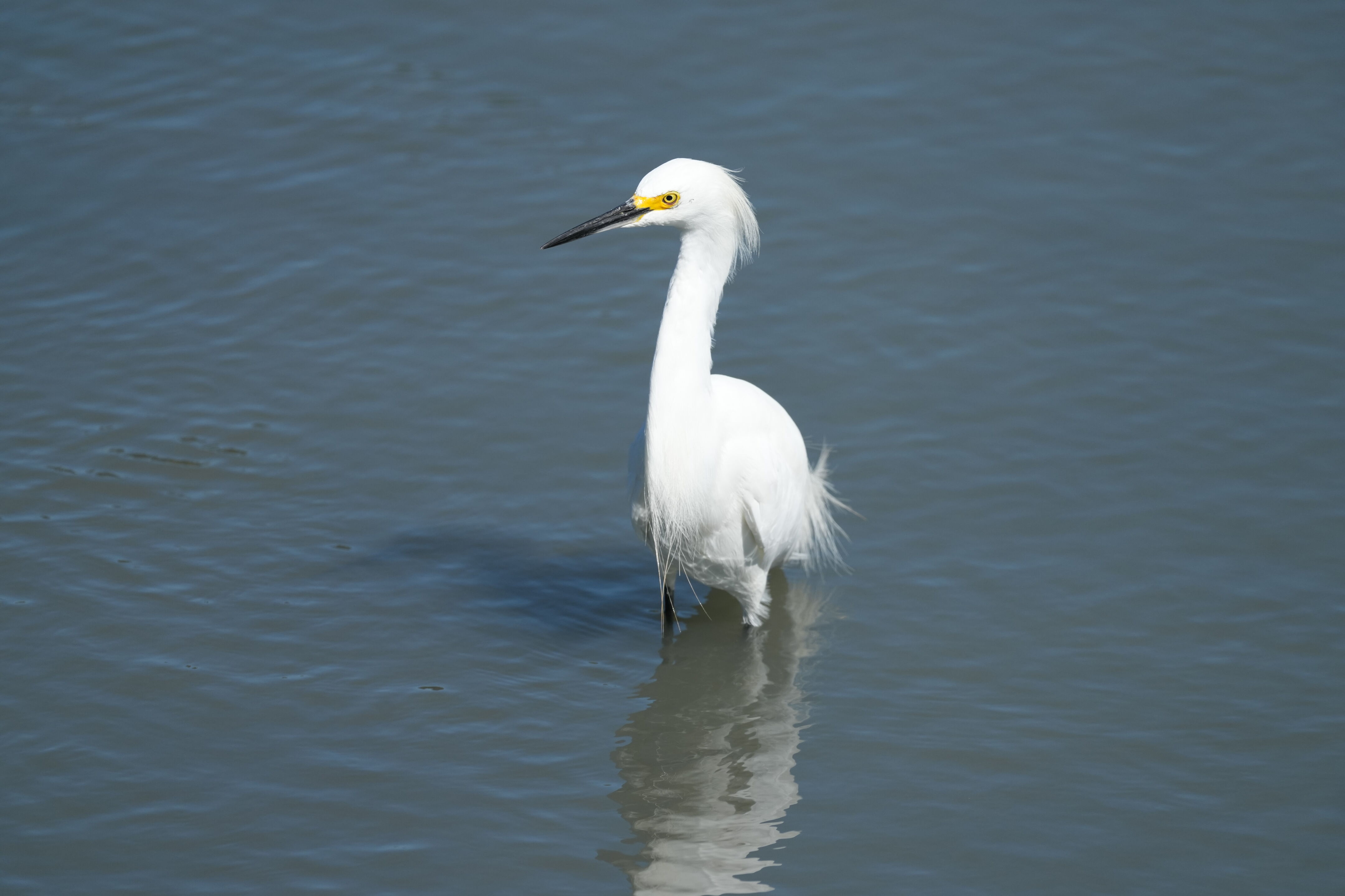 Redwood Shores Loop Trail