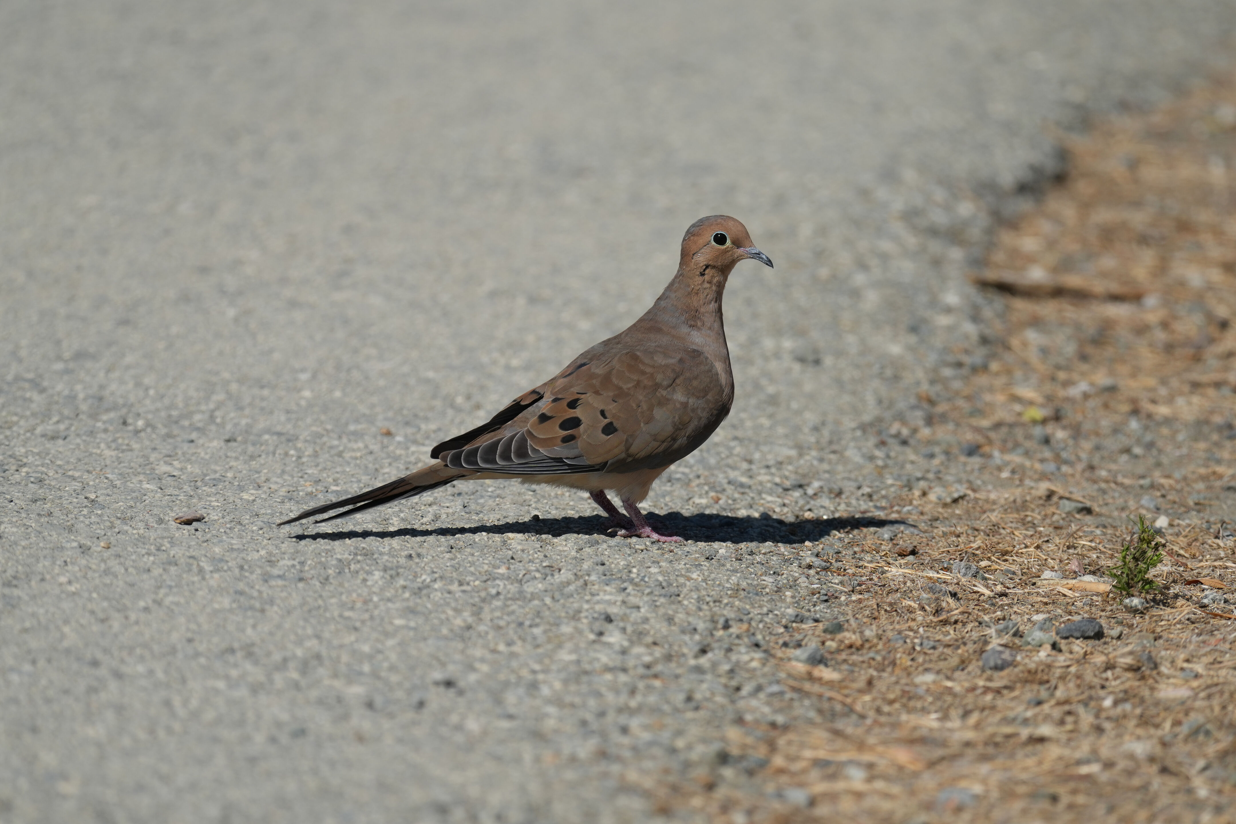 Redwood Shores Loop Trail