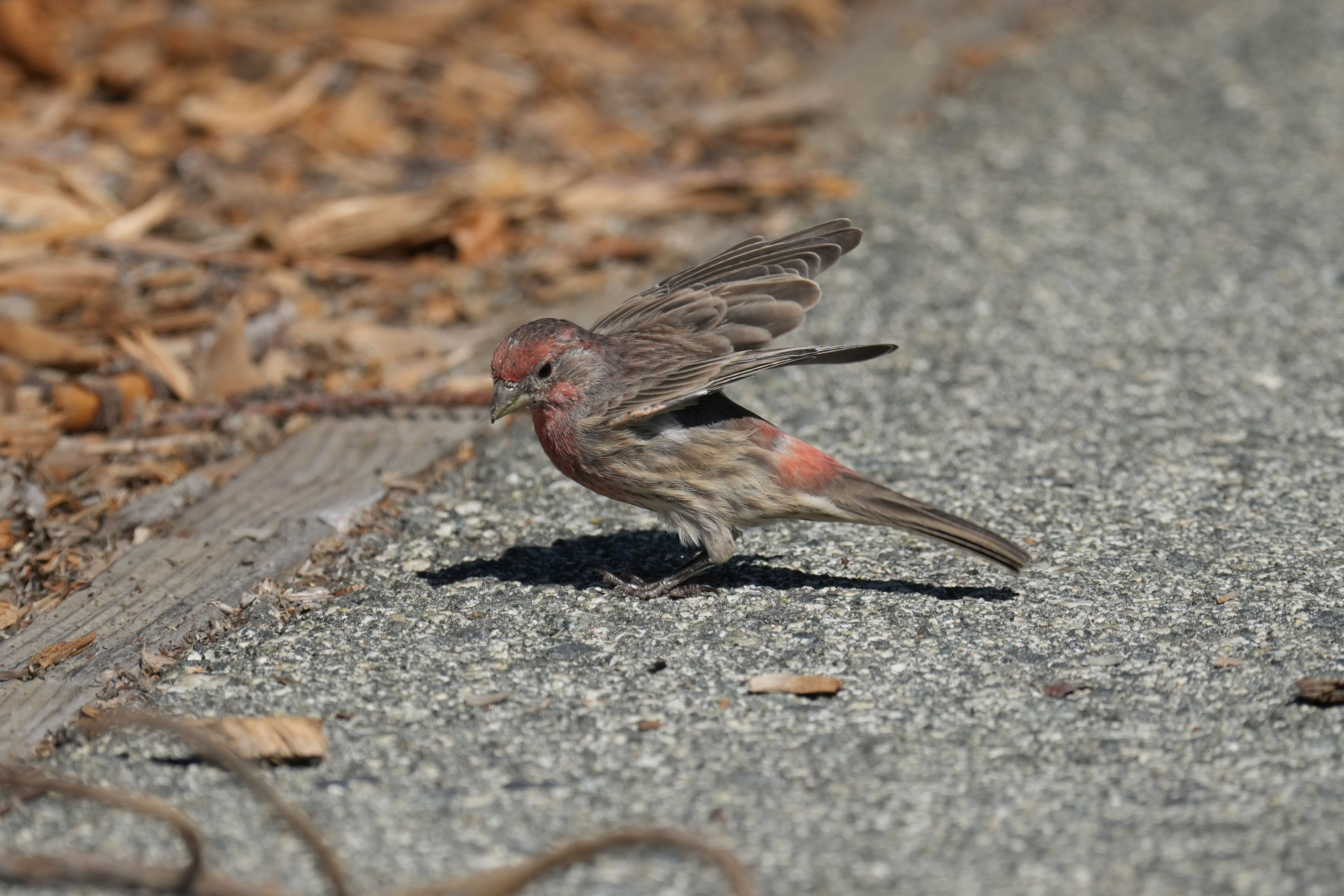 Redwood Shores Loop Trail