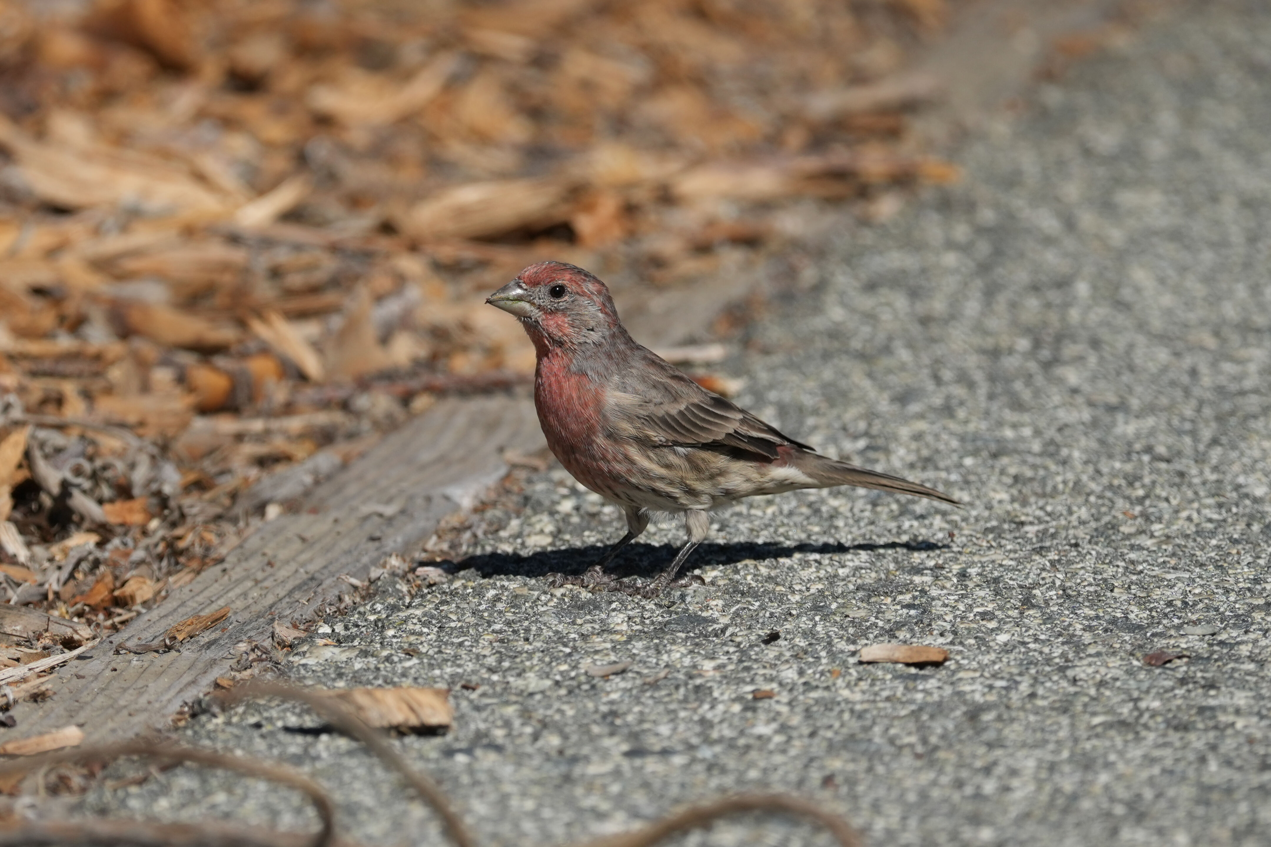 Redwood Shores Loop Trail