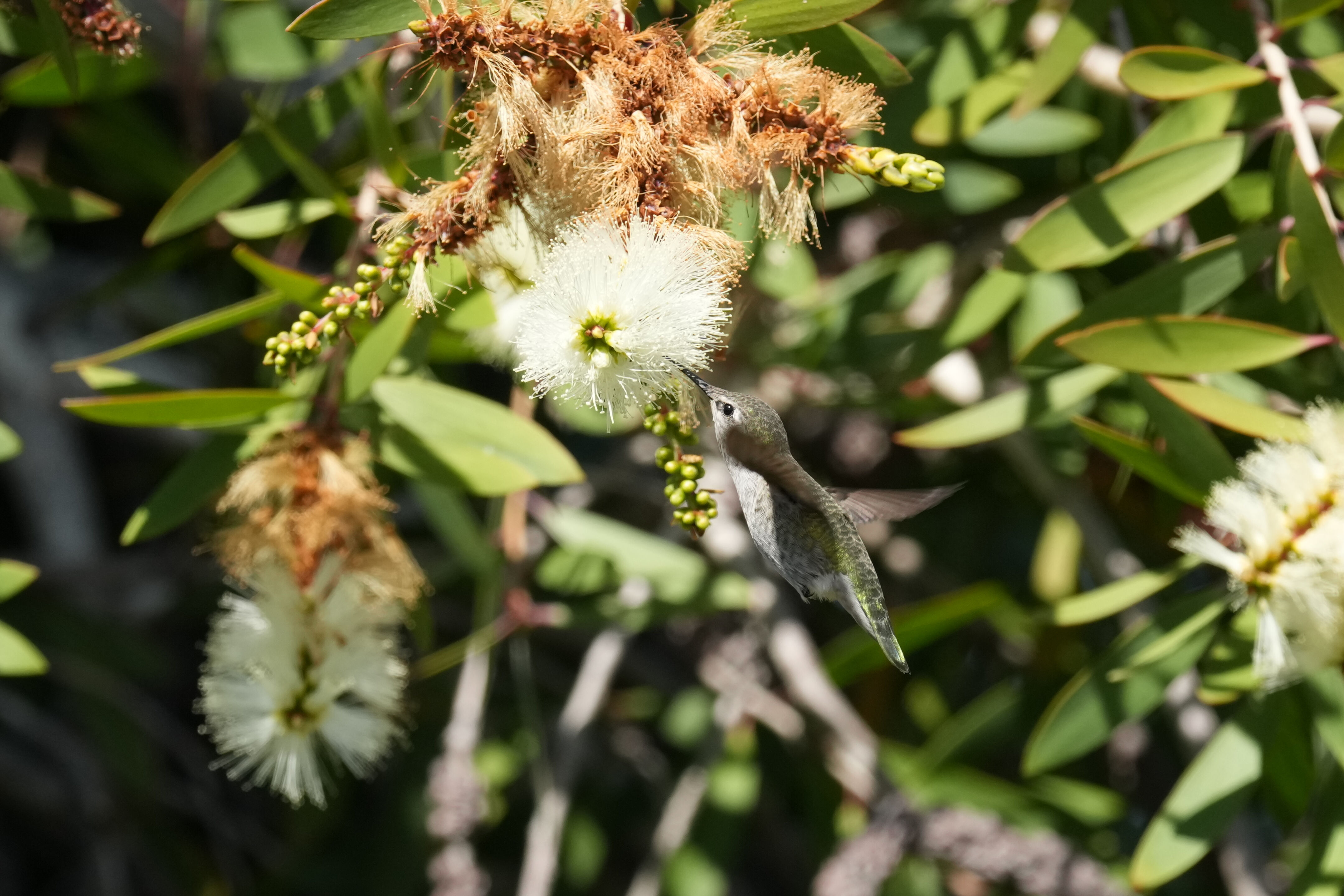 Redwood Shores Loop Trail