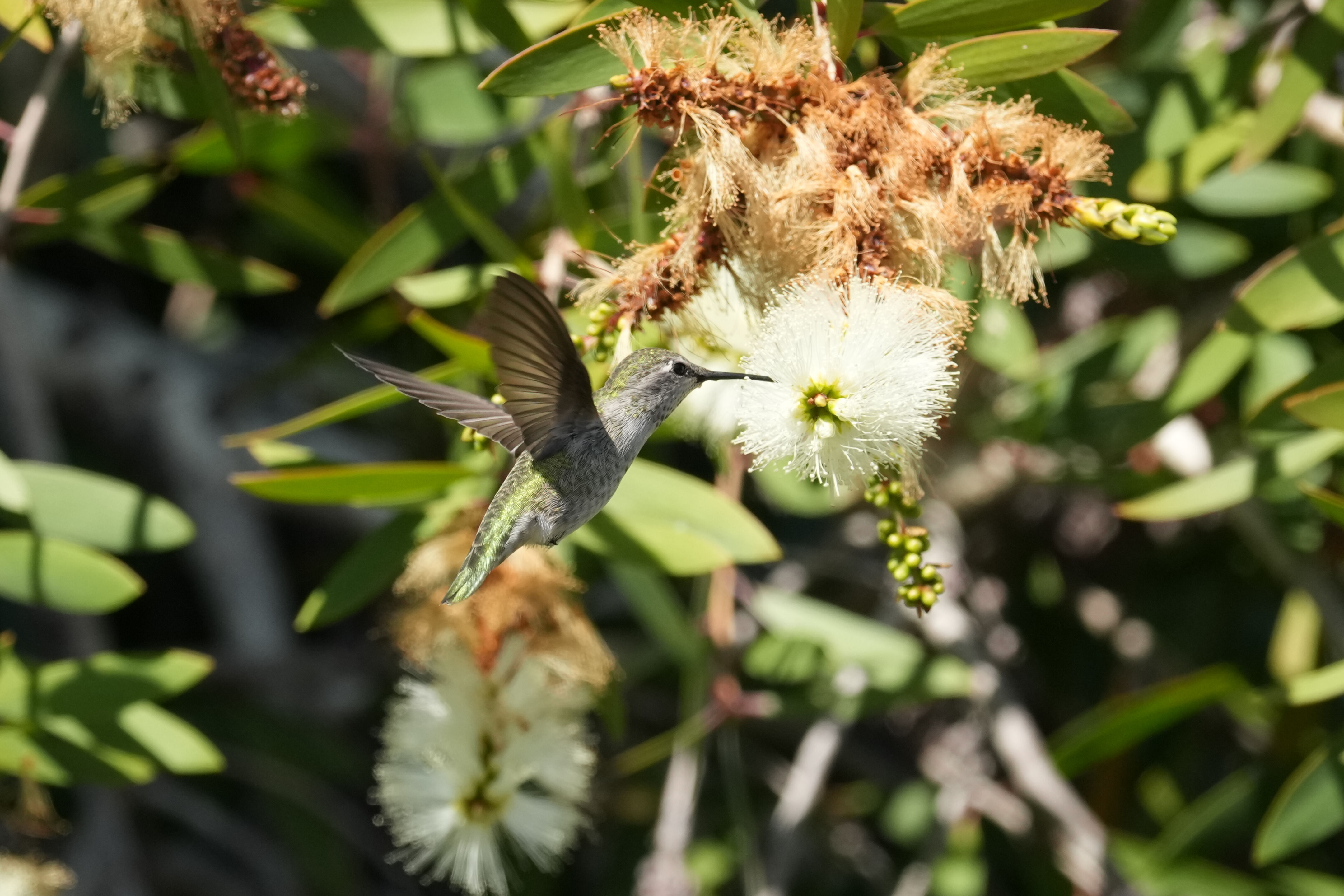 Redwood Shores Loop Trail