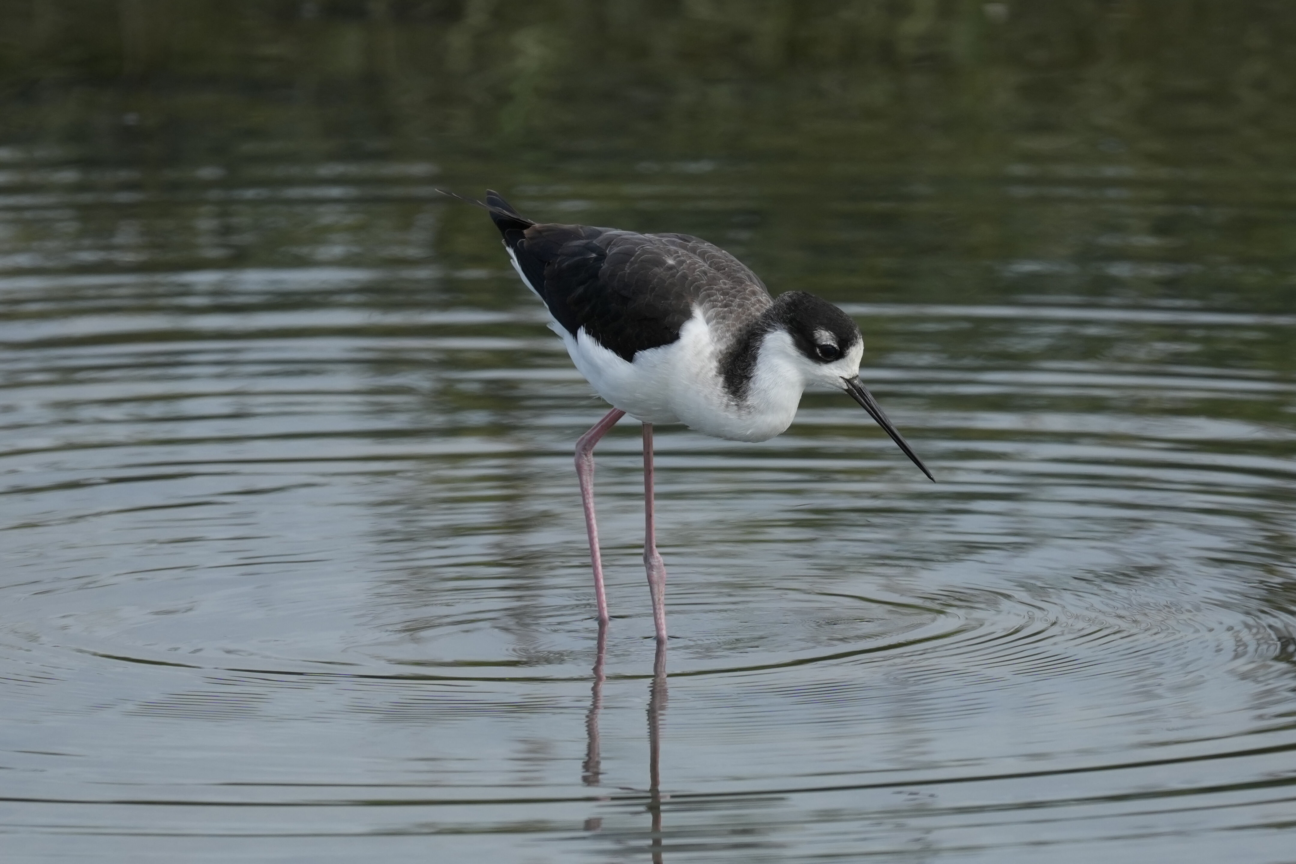 Redwood Shores Loop Trail