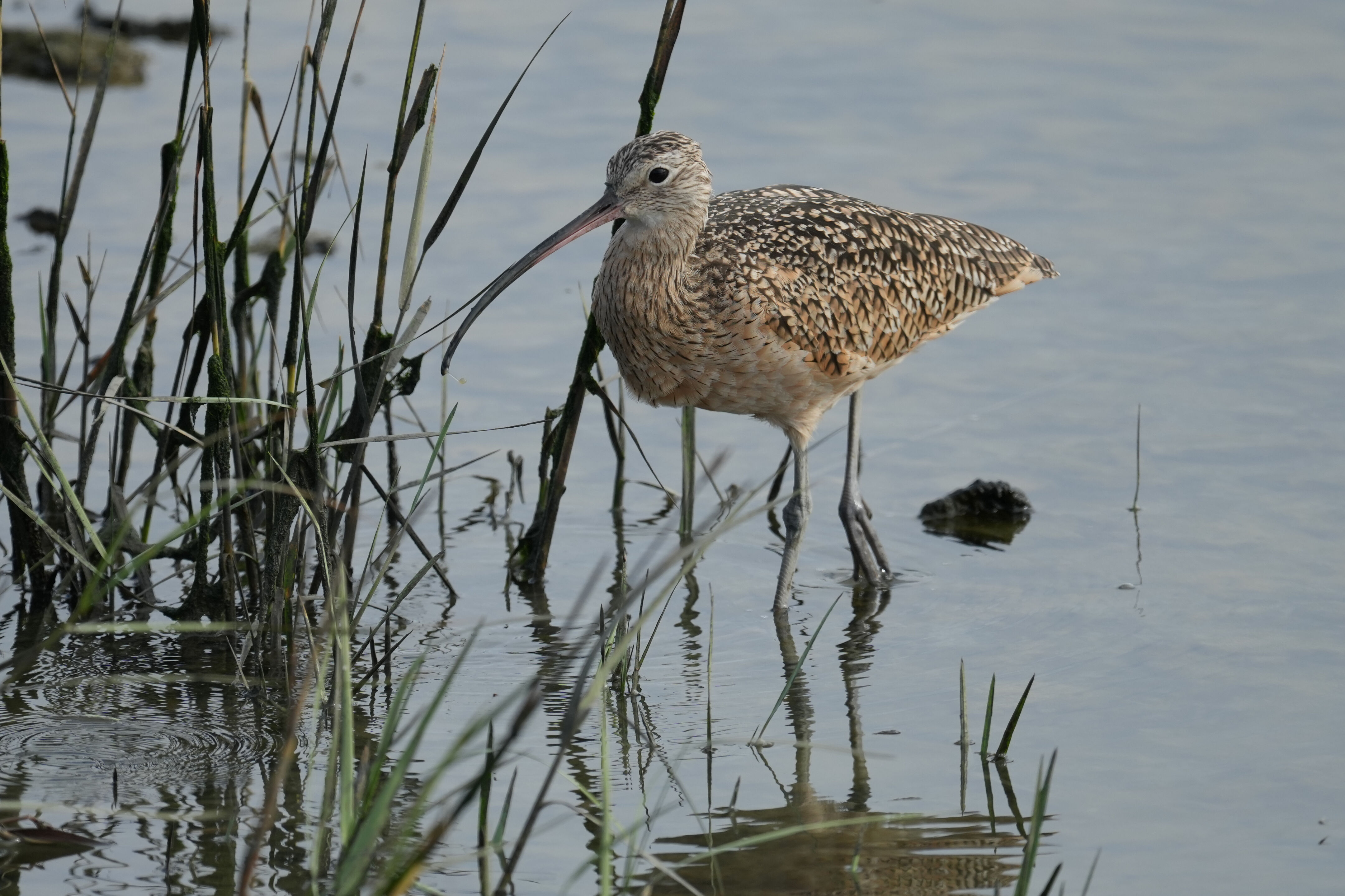 Redwood Shores Loop Trail