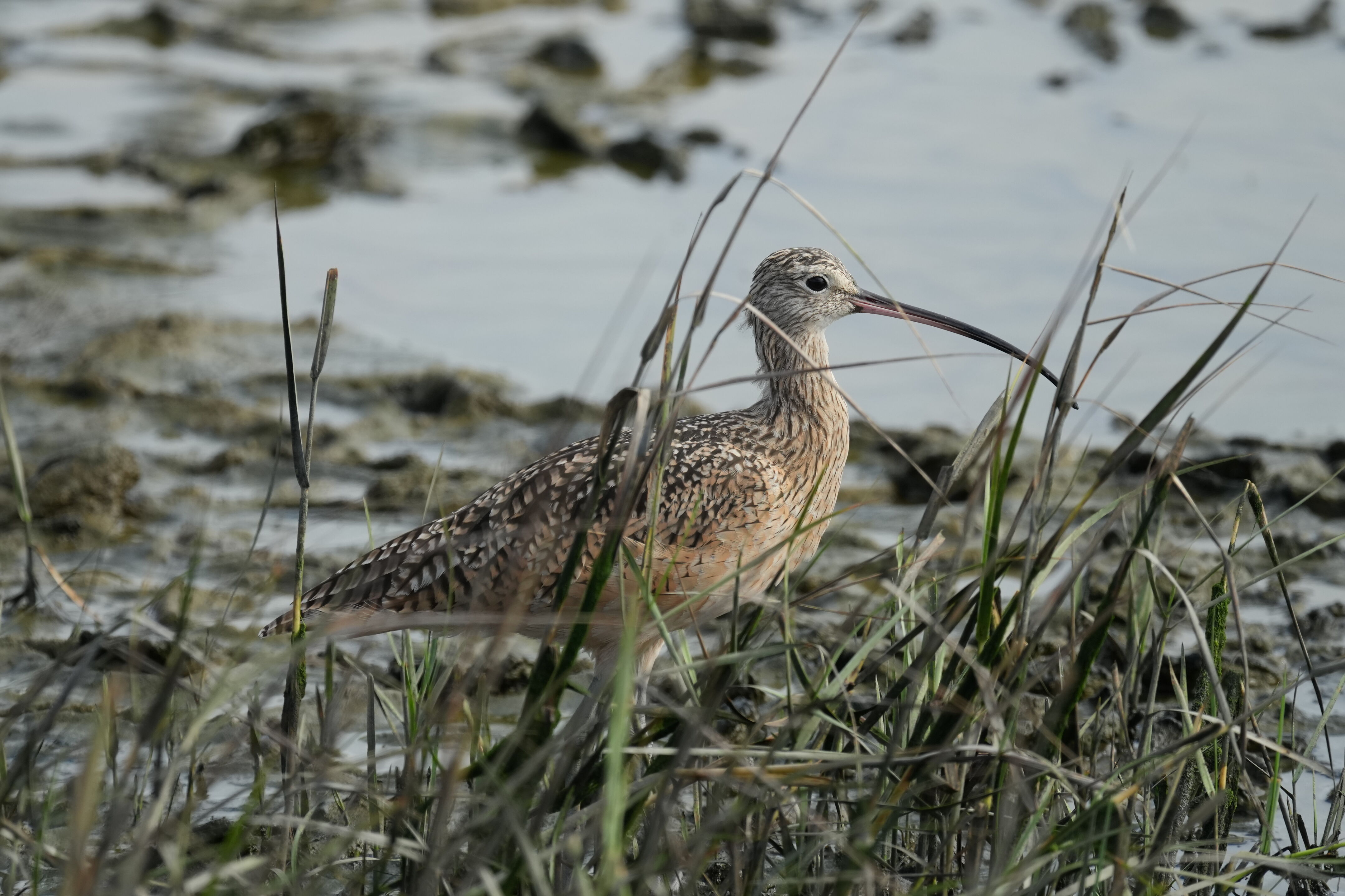 Redwood Shores Loop Trail