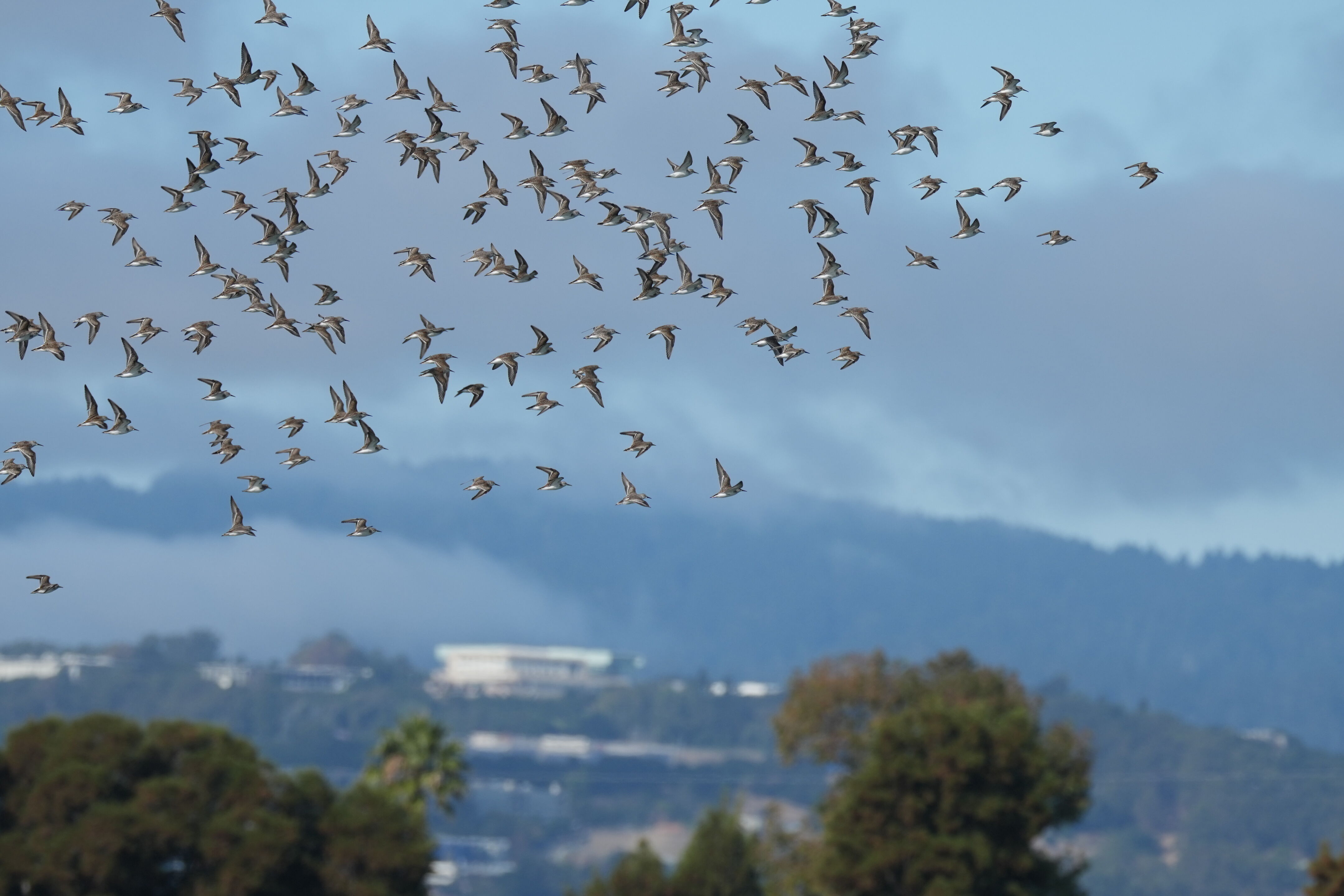 Redwood Shores Loop Trail