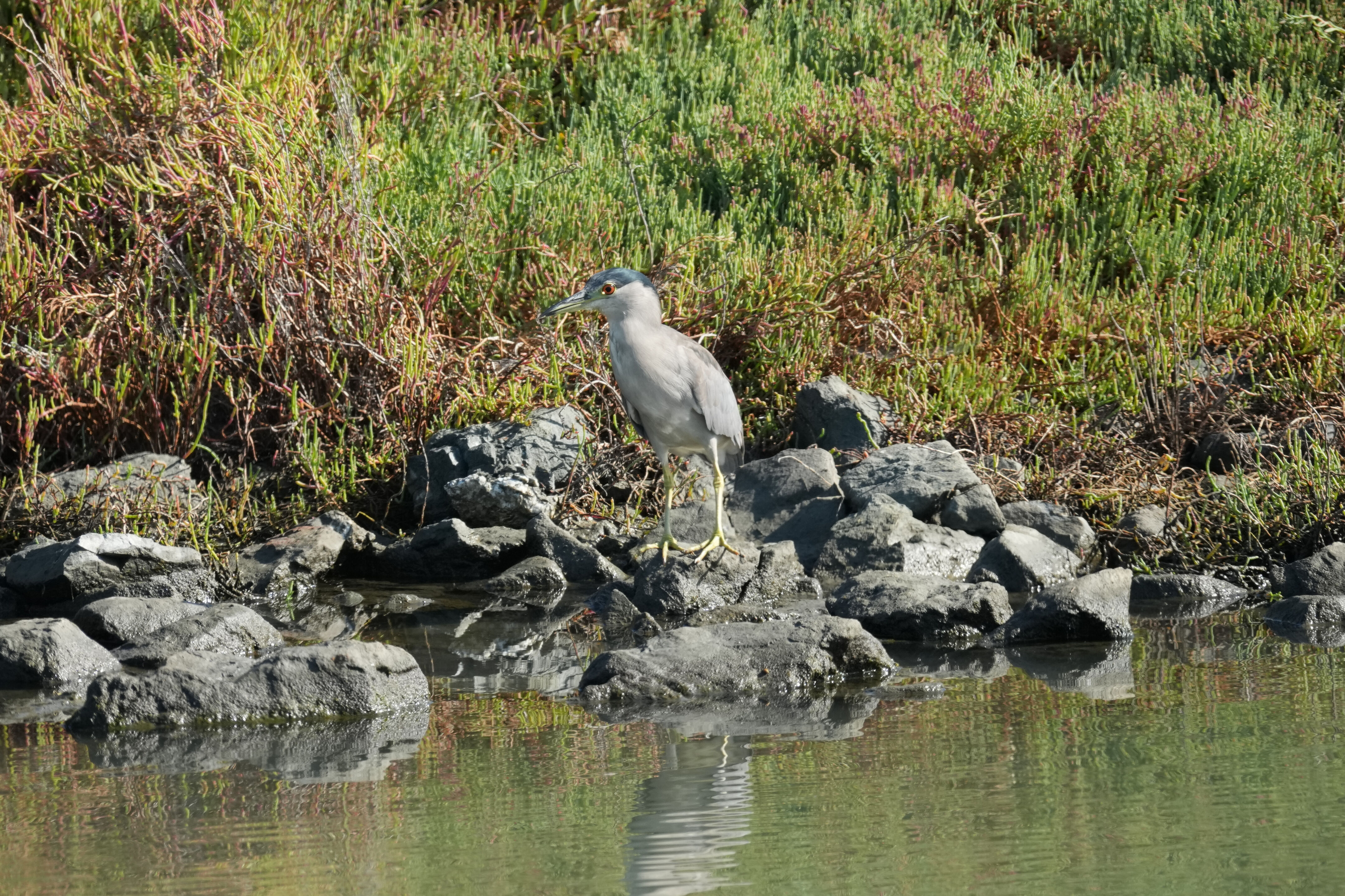 Redwood Shores Loop Trail