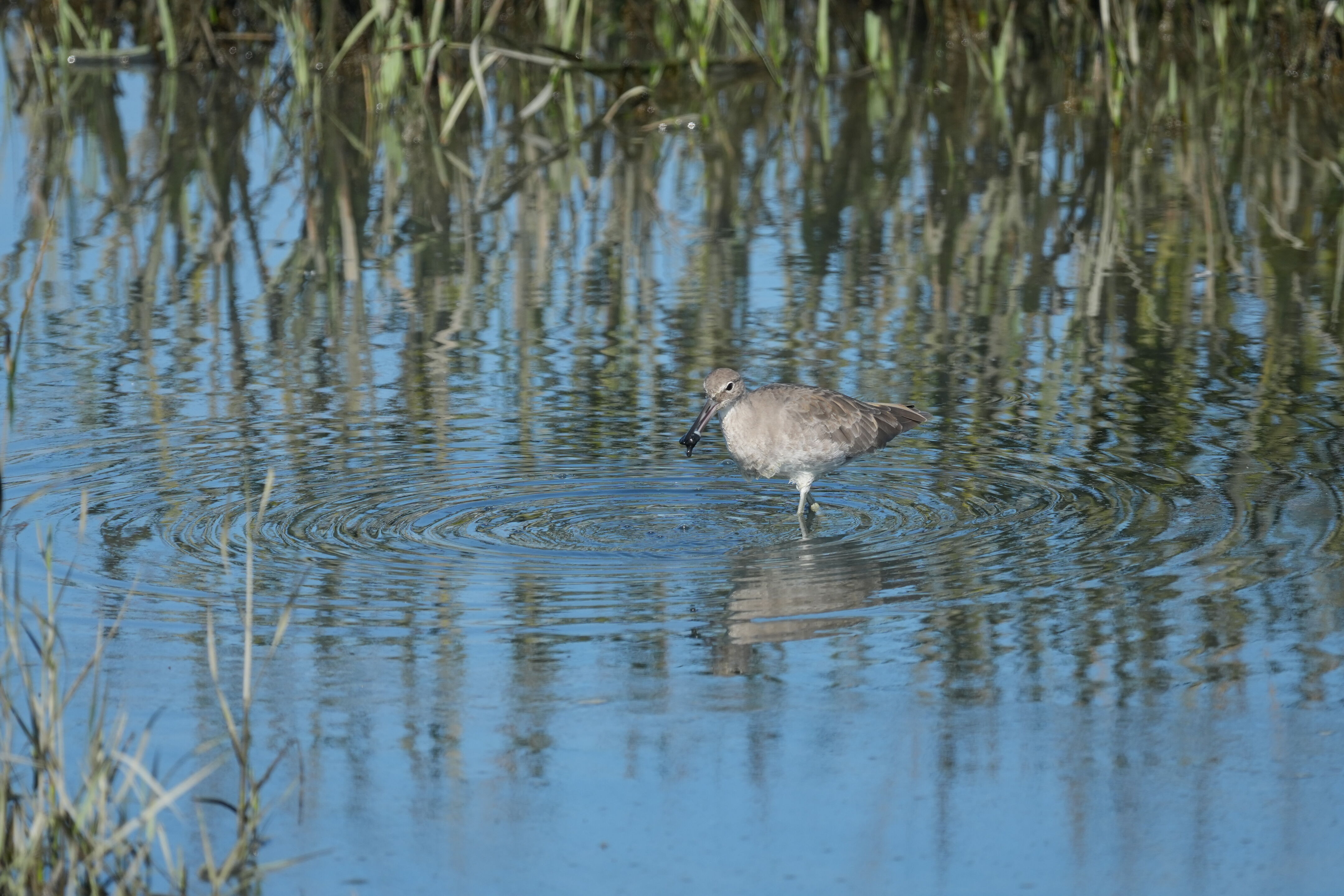 Redwood Shores Loop Trail