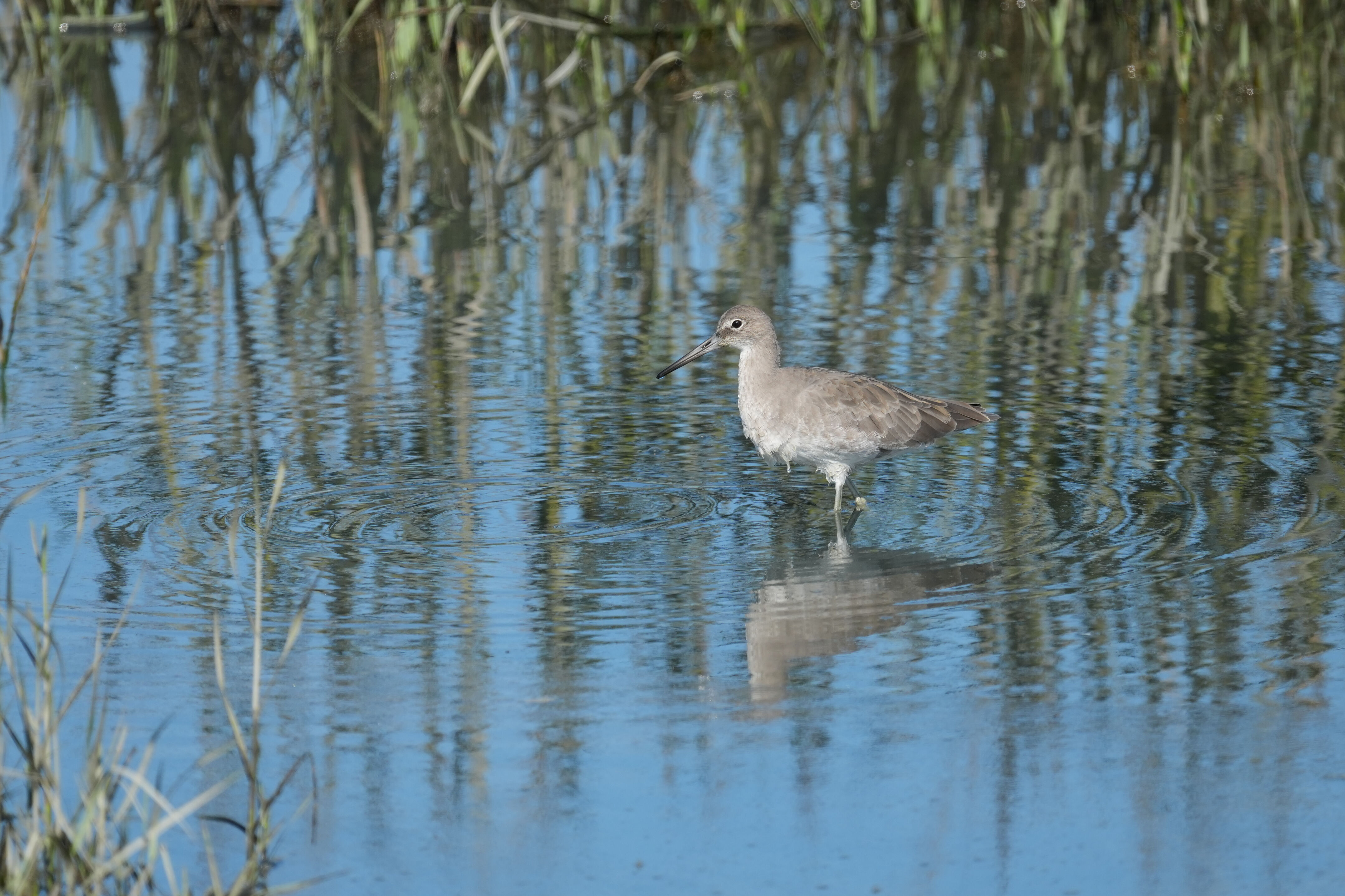 Redwood Shores Loop Trail