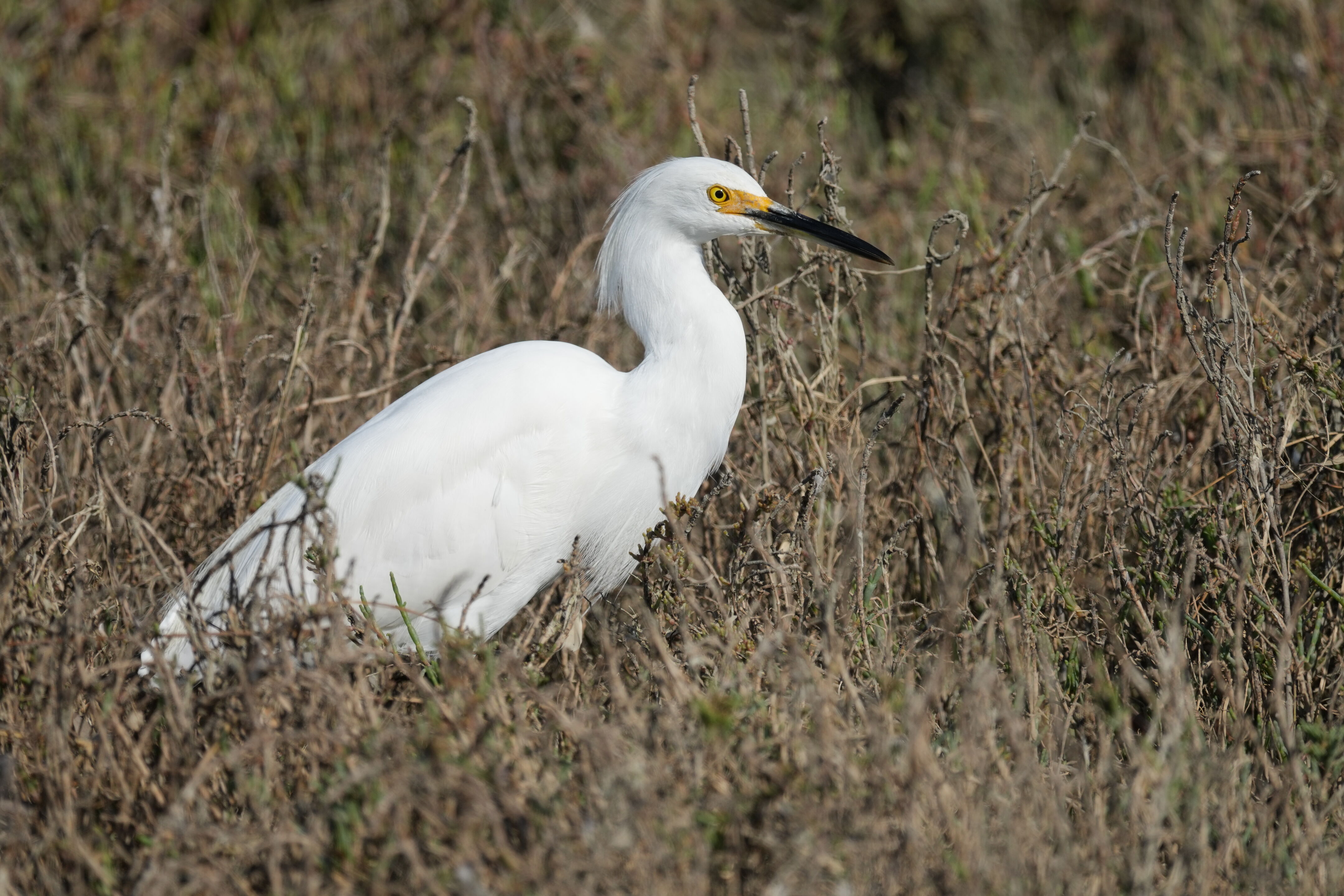 Redwood Shores Loop Trail