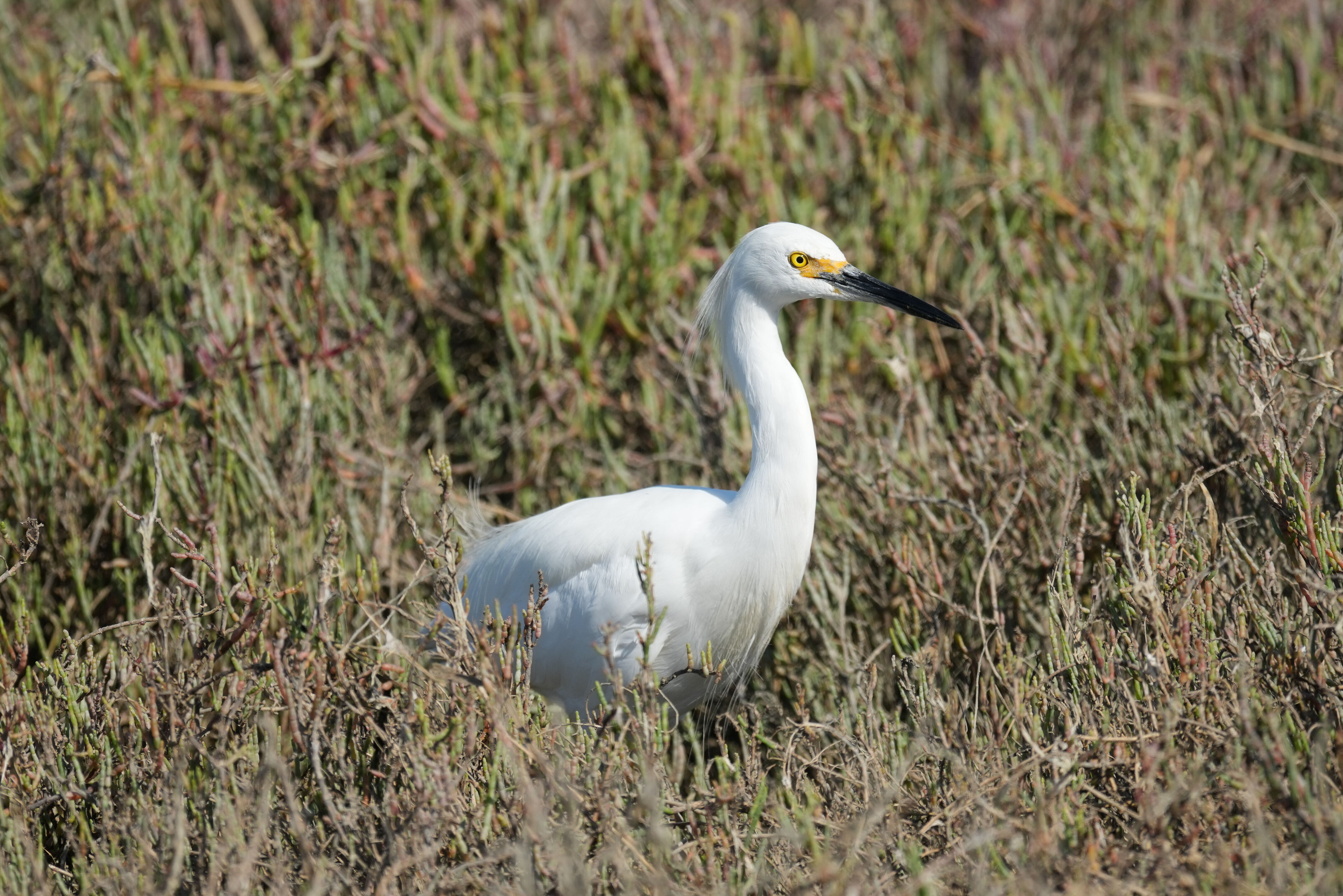 Redwood Shores Loop Trail